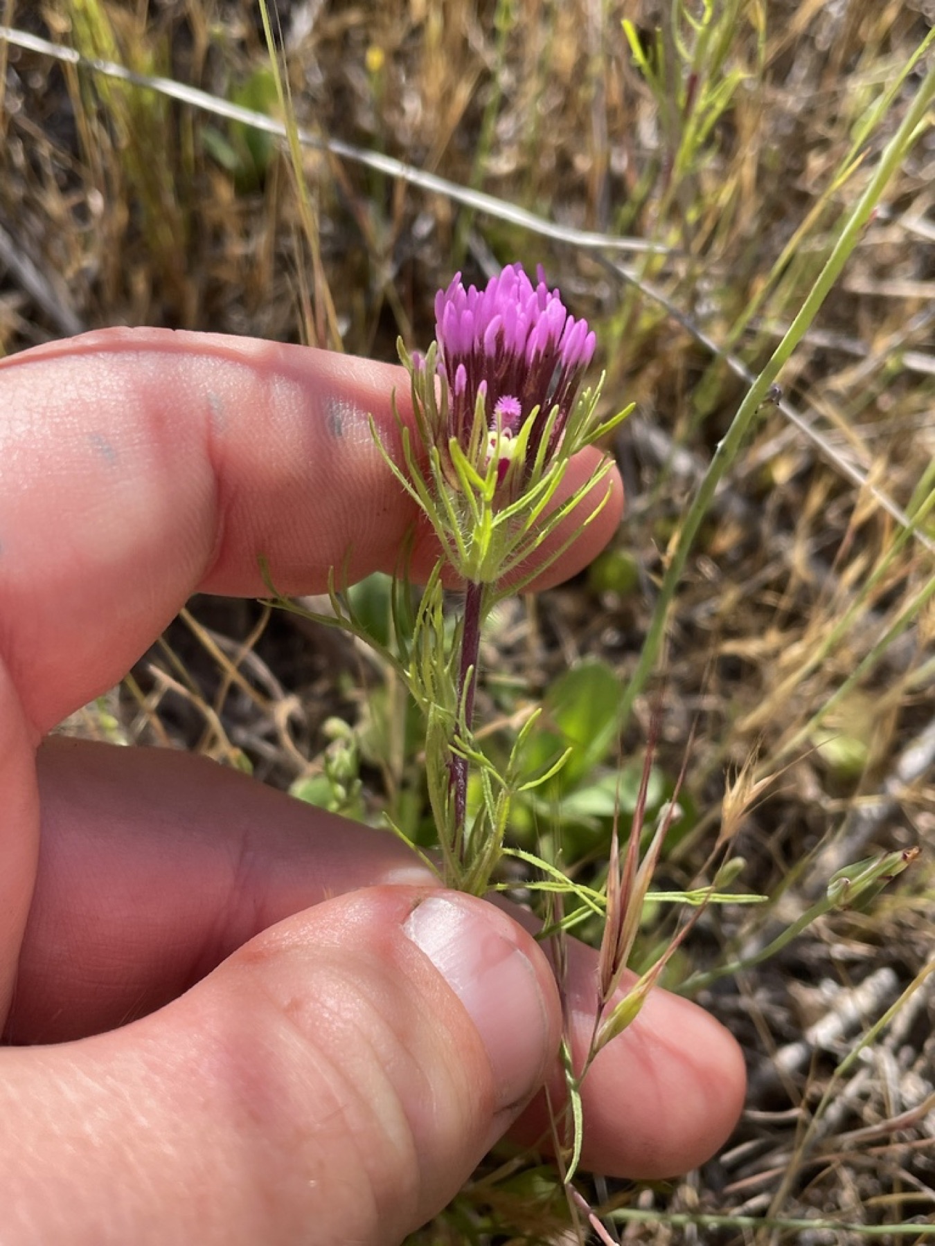 Purple Owl's-clover — photo 2