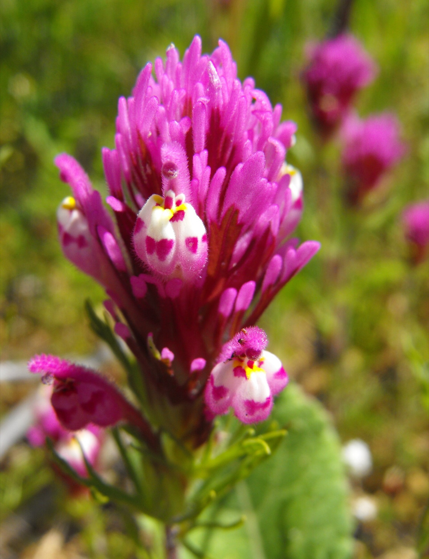 Purple Owl's-clover — photo 3