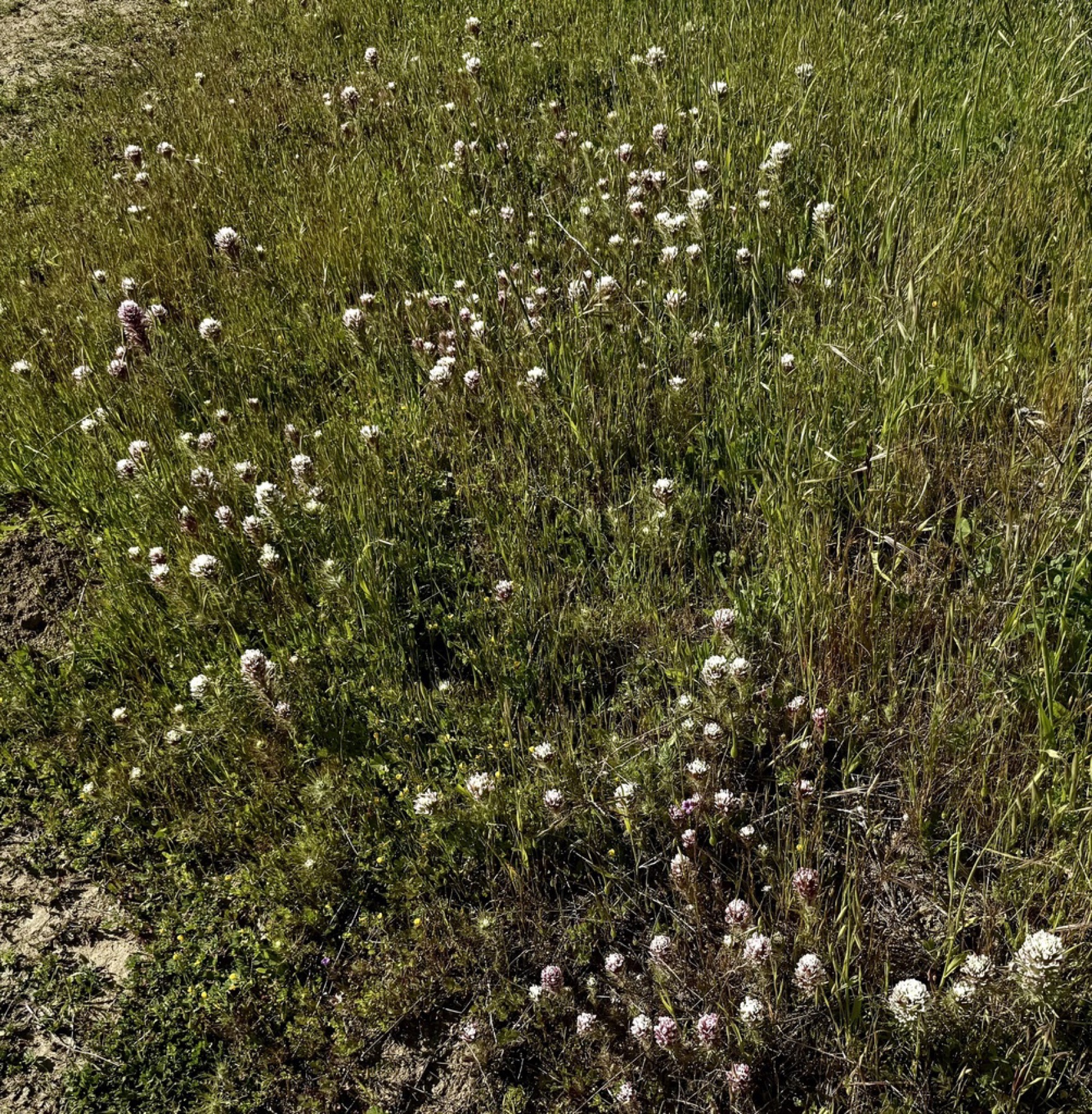 Purple Owl's-clover — photo 4