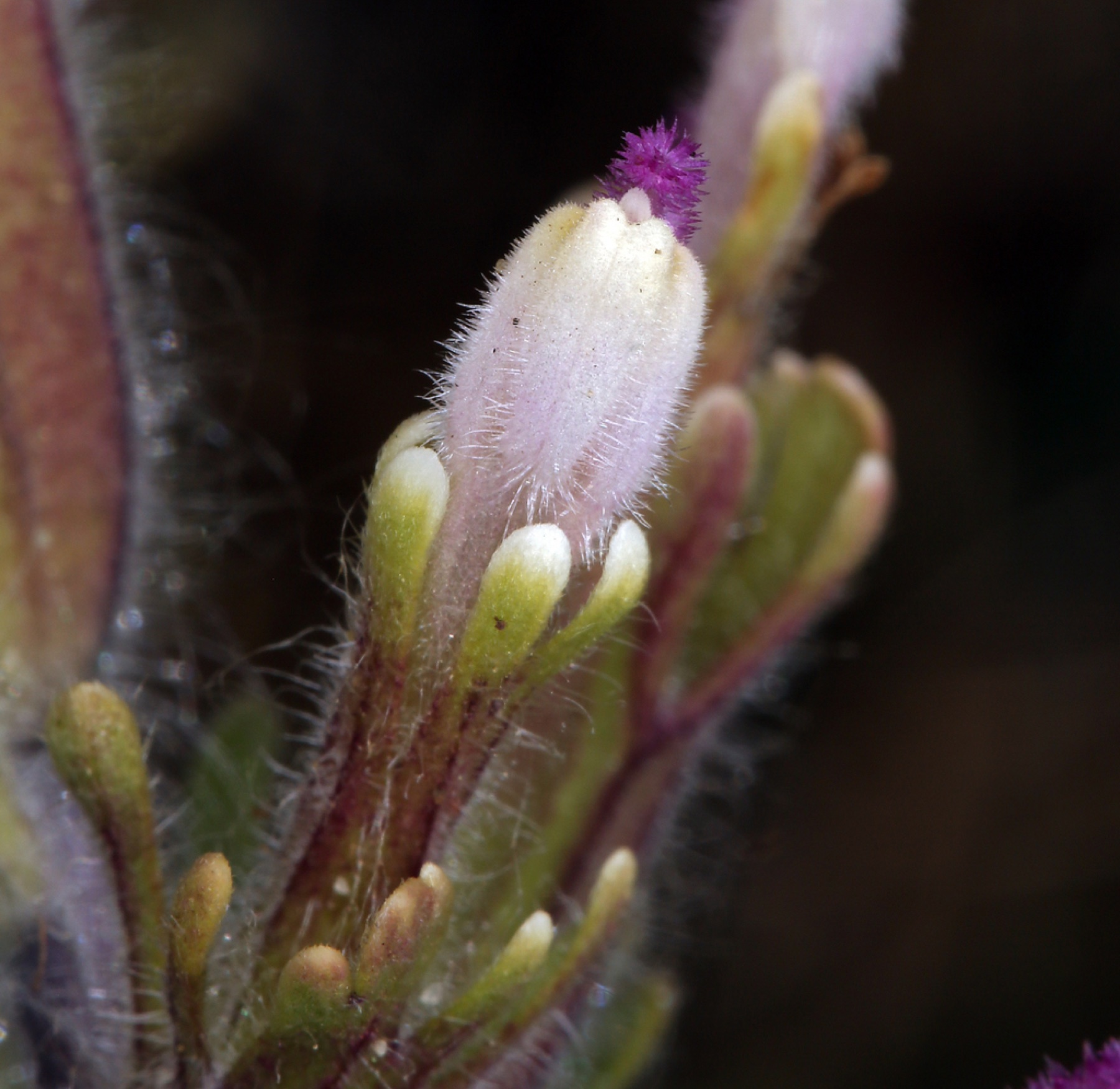 Purple Owl's-clover — photo 5