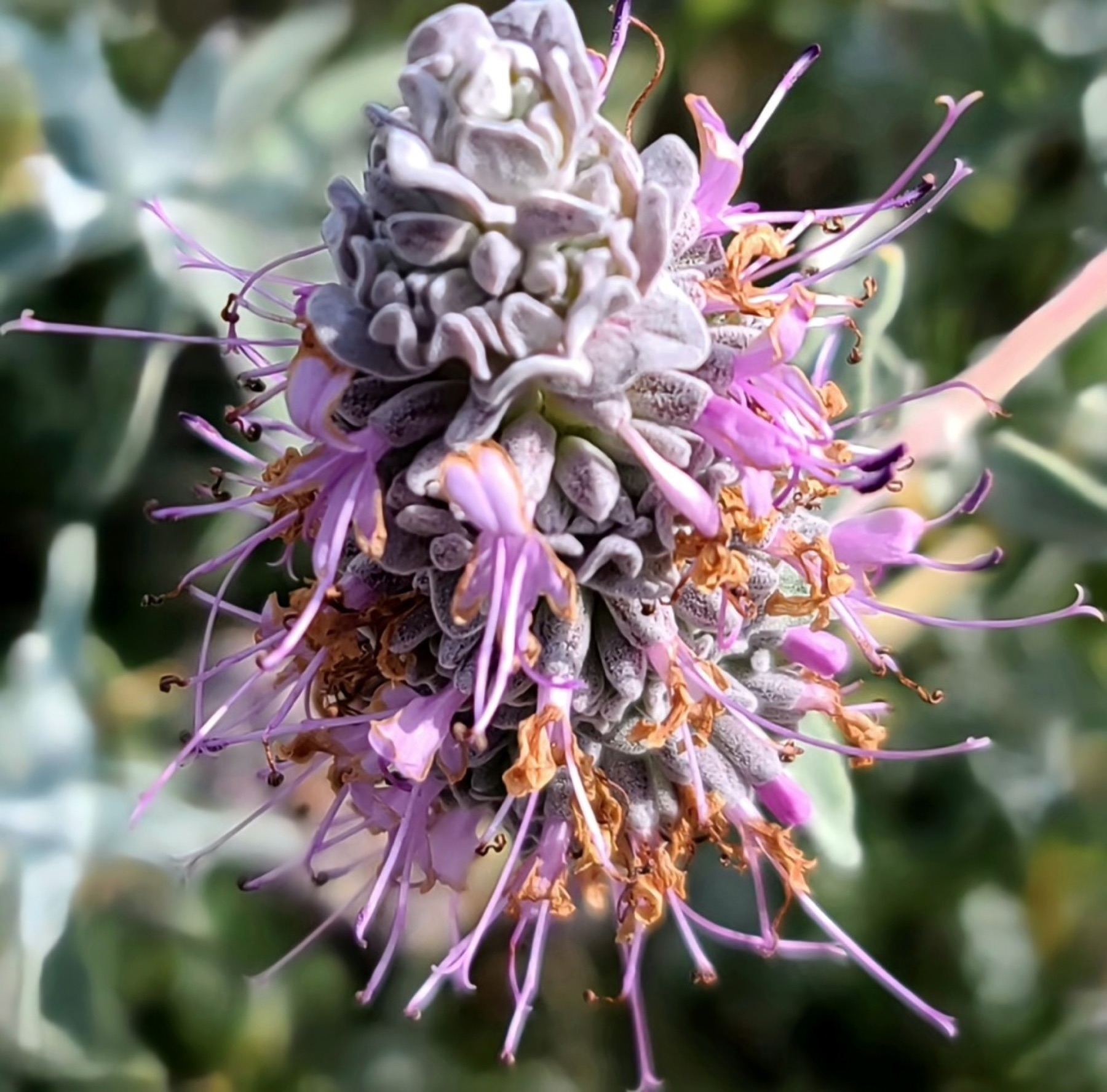 Purple Sage — photo 6