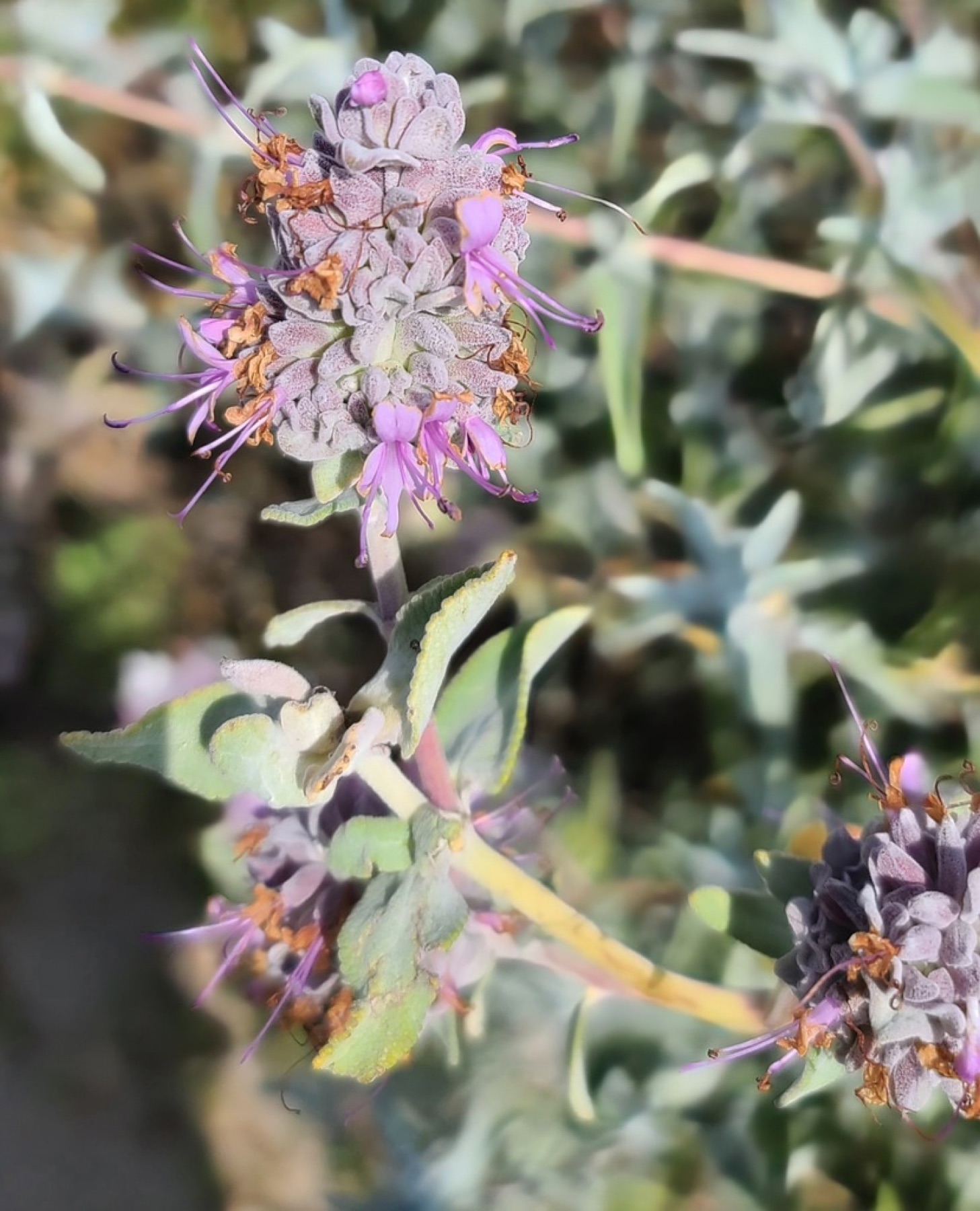 Purple Sage — photo 7