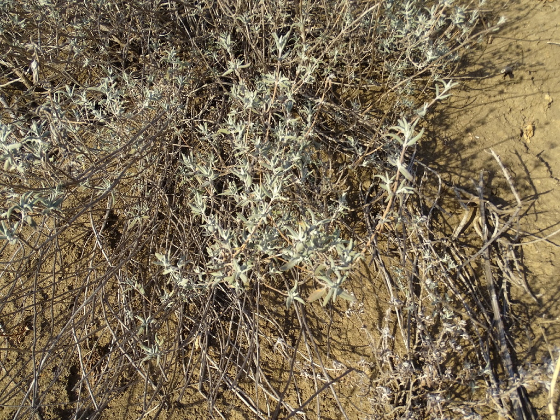 Purple Sage — photo 8