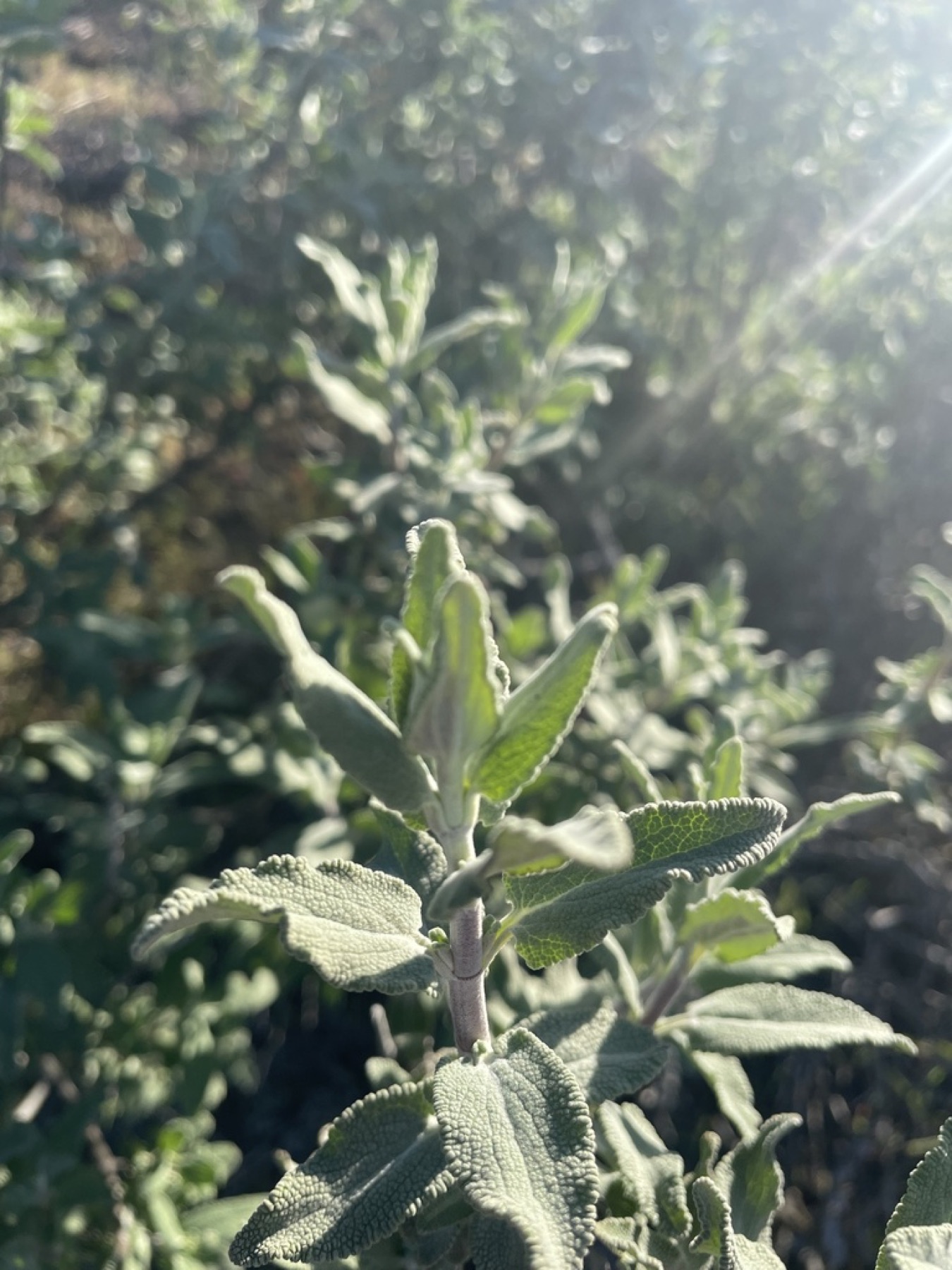 Purple Sage — photo 9