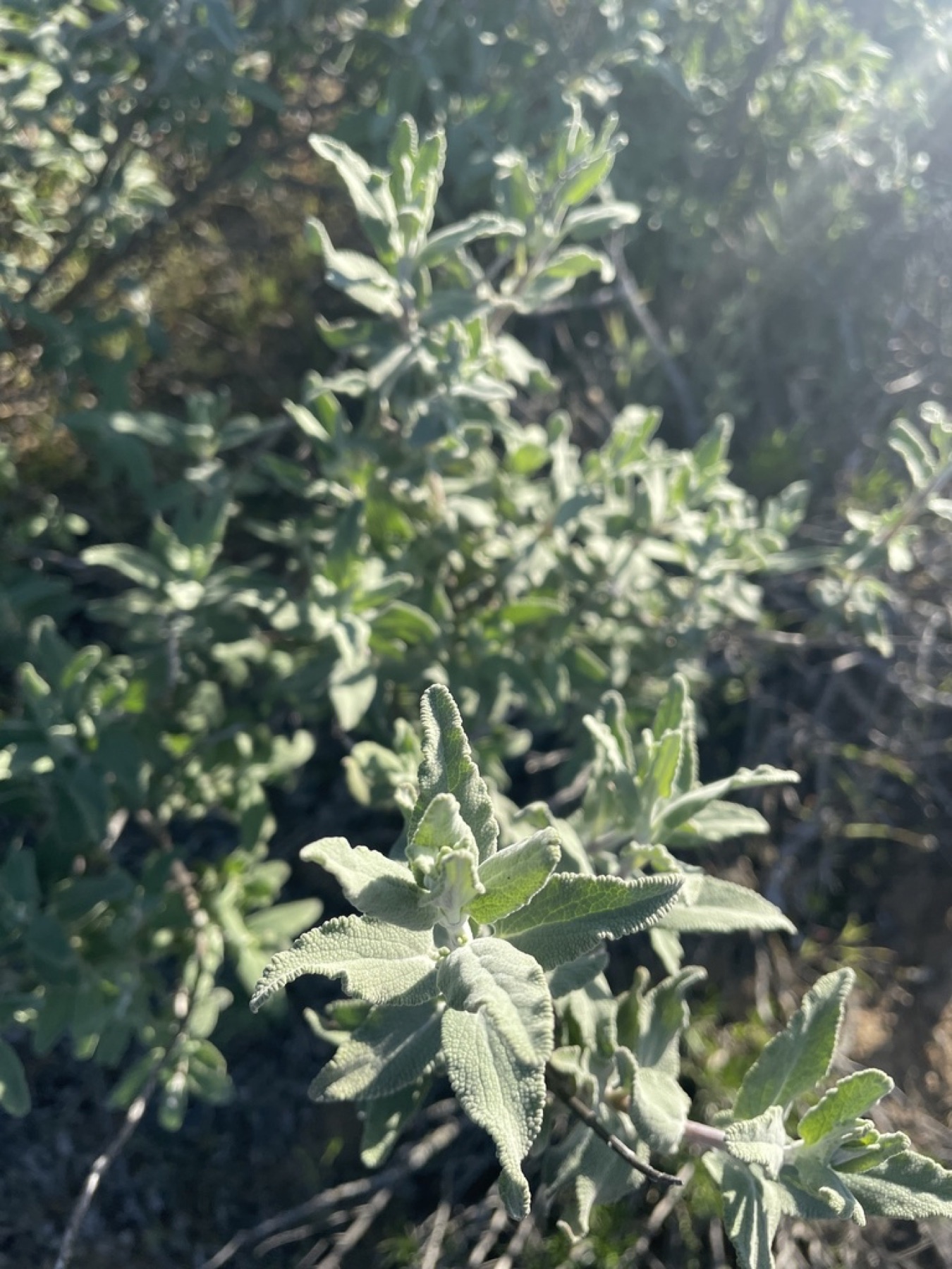 Purple Sage — photo 10