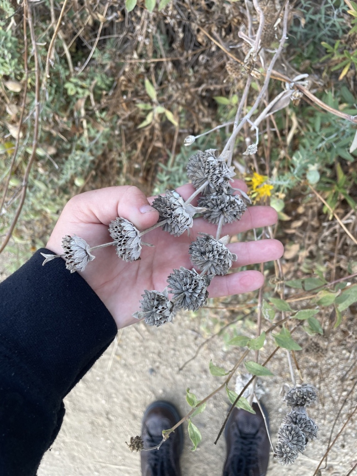 Purple Sage — photo 11