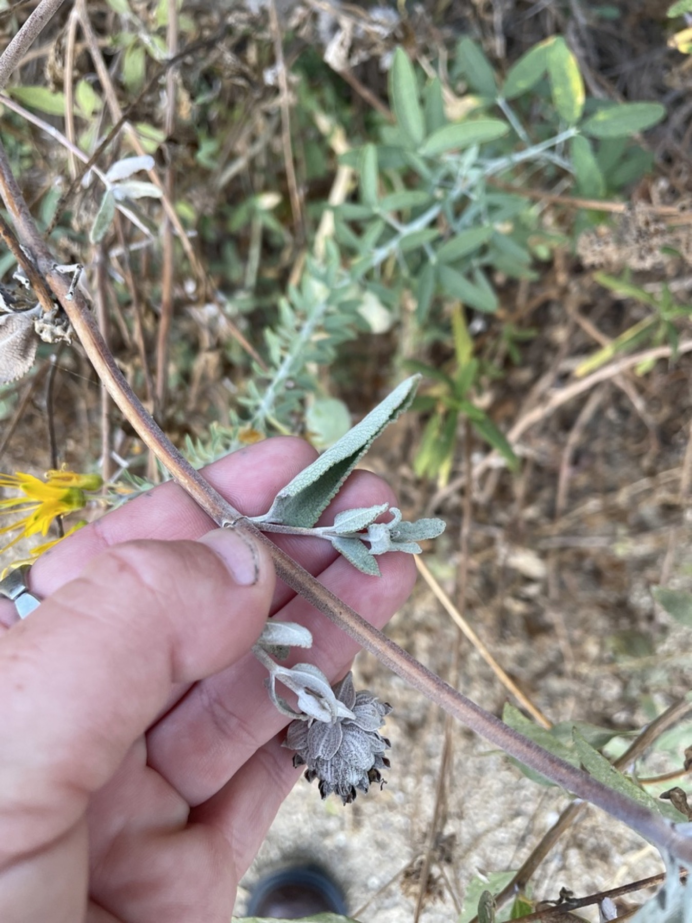 Purple Sage — photo 12