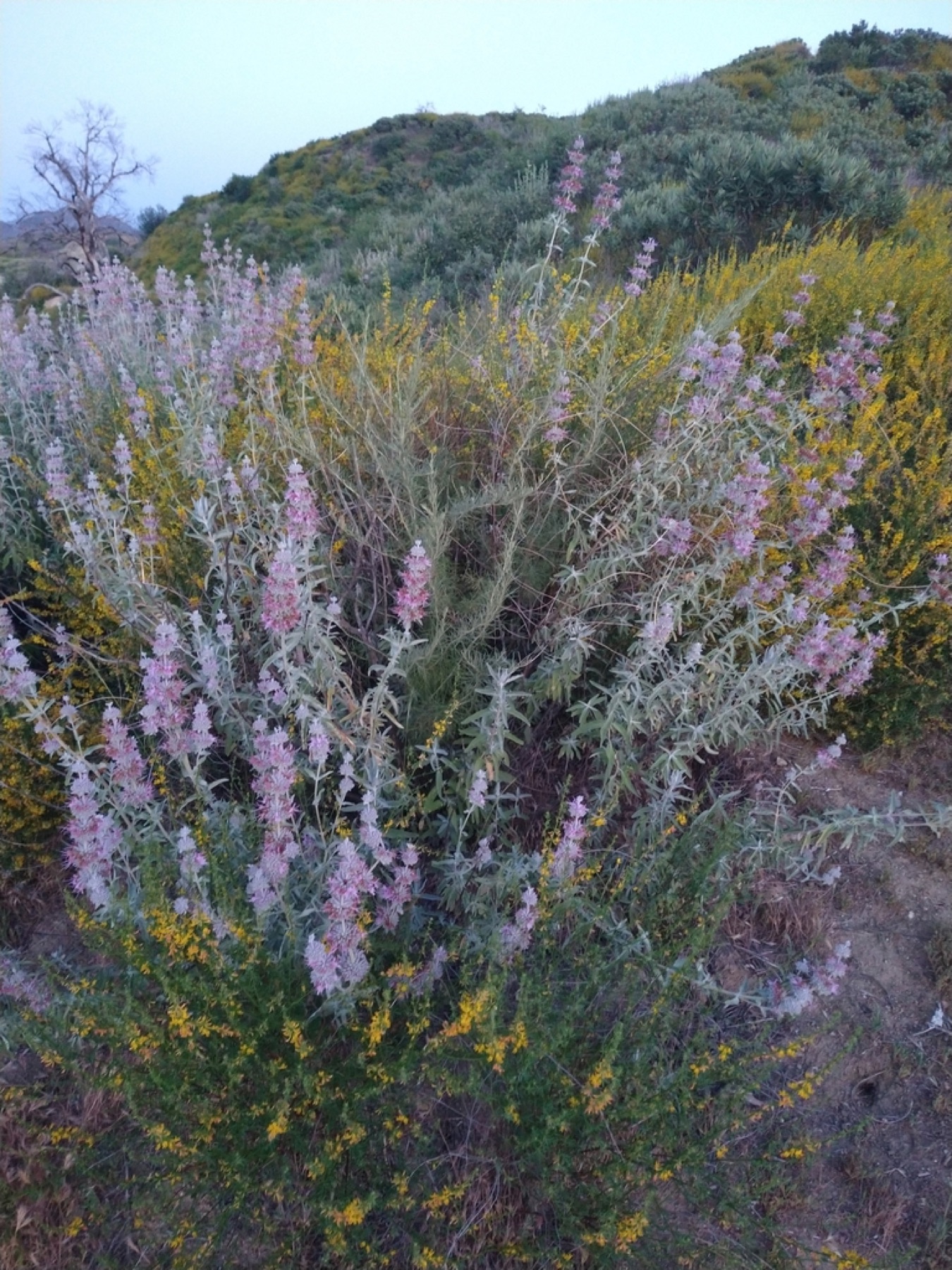 Purple Sage — photo 13