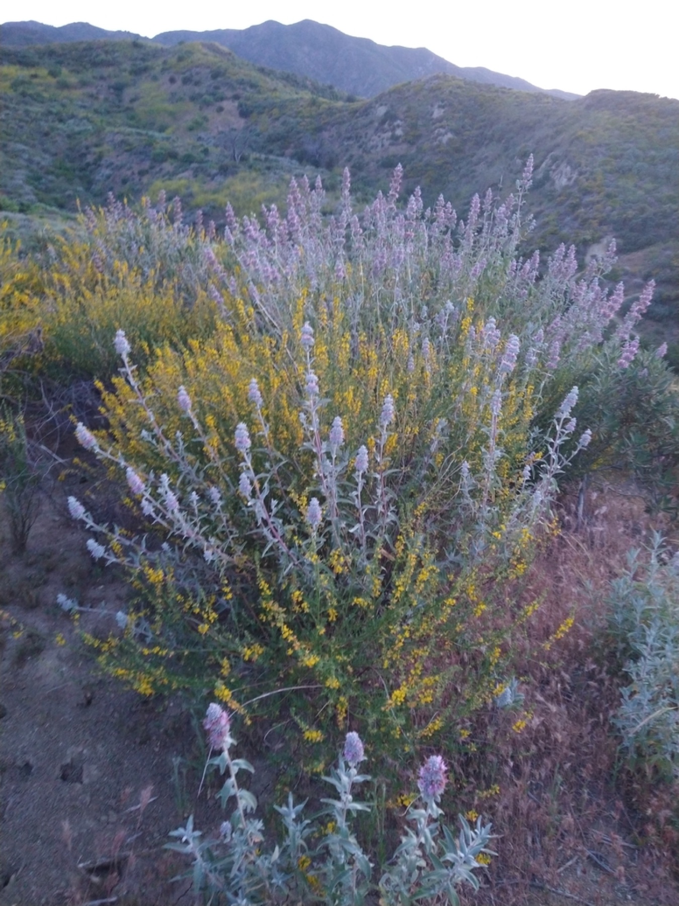 Purple Sage — photo 14