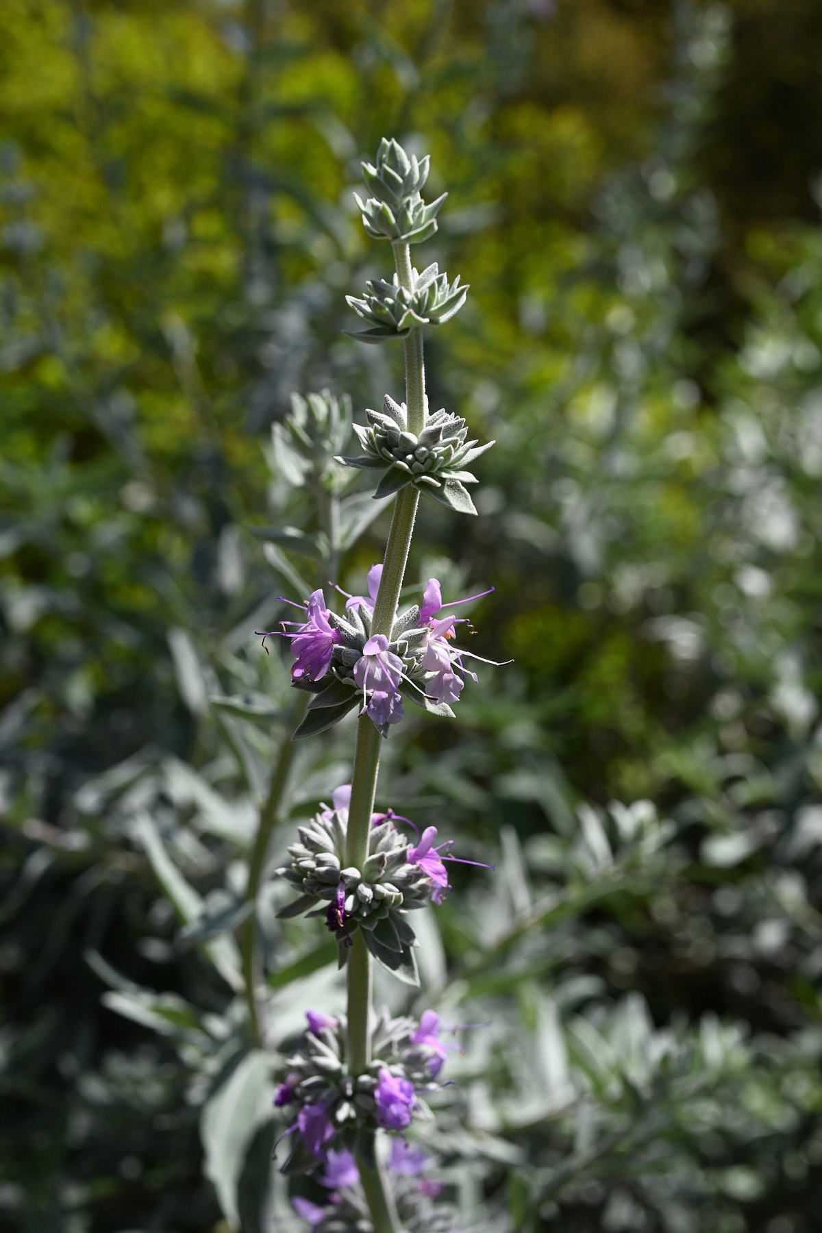 Purple Sage — photo 15