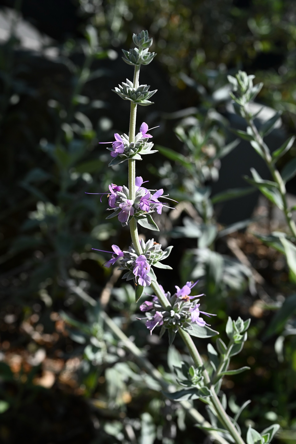 Purple Sage — photo 16