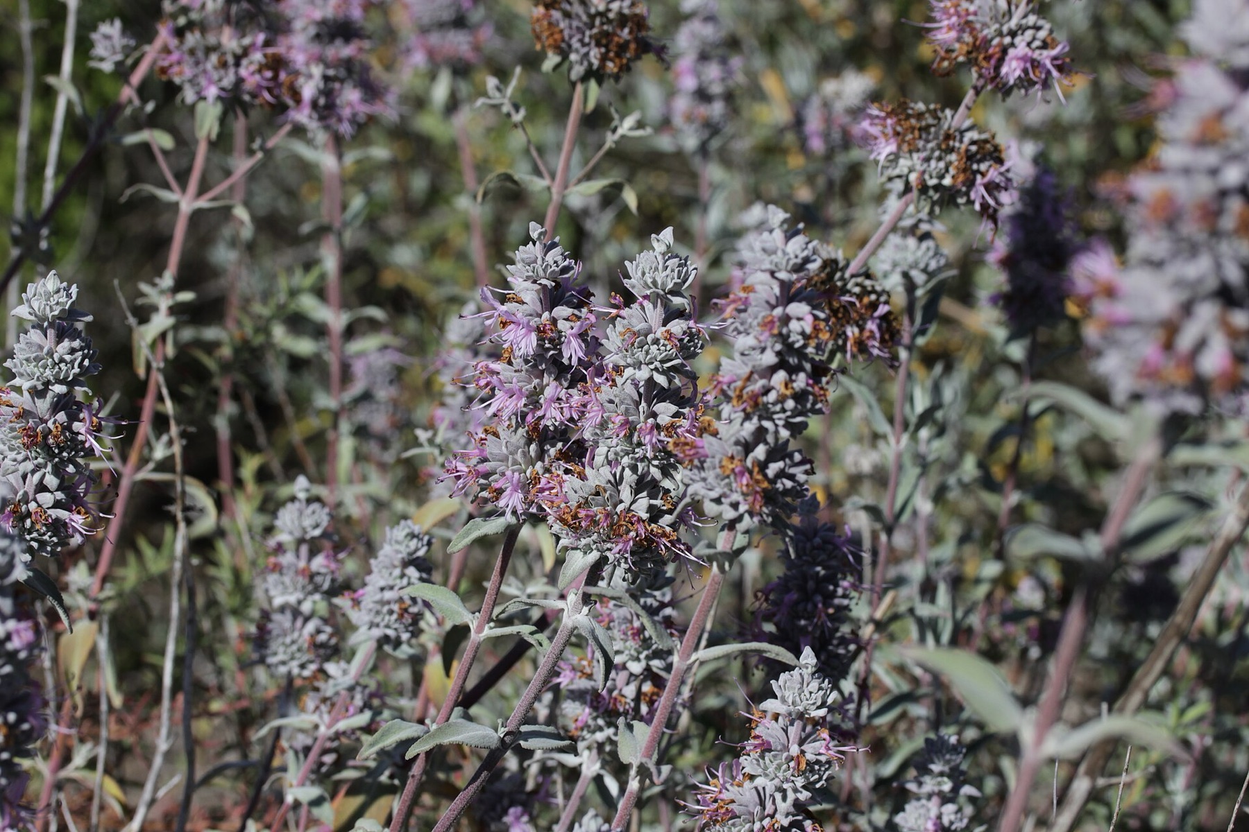 Purple Sage — photo 17