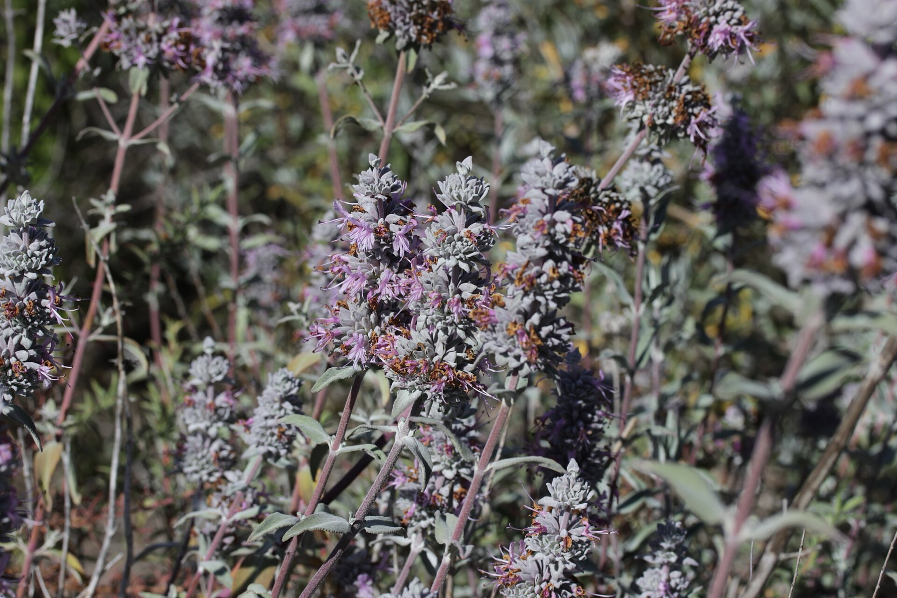 Purple Sage — photo 18