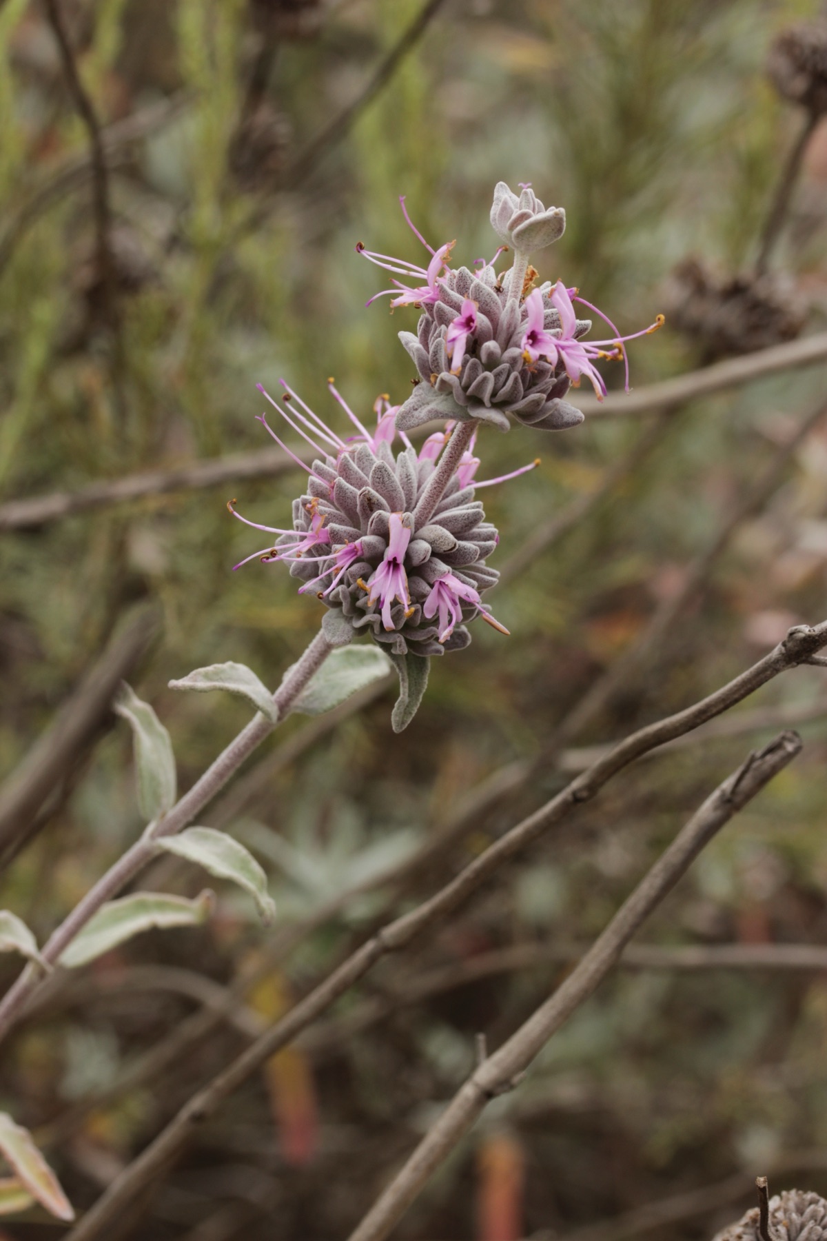 Purple Sage — photo 19