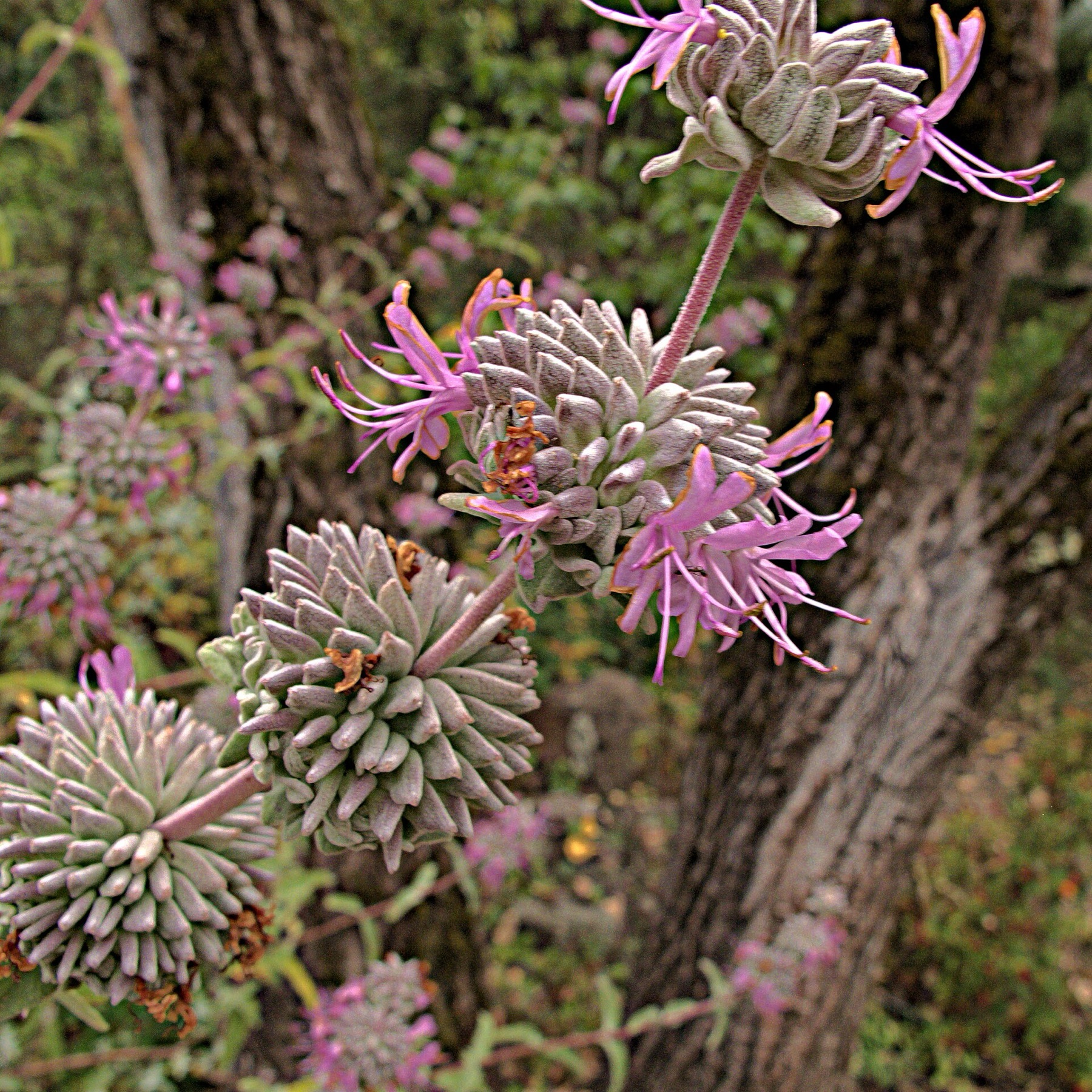 Purple Sage — photo 20