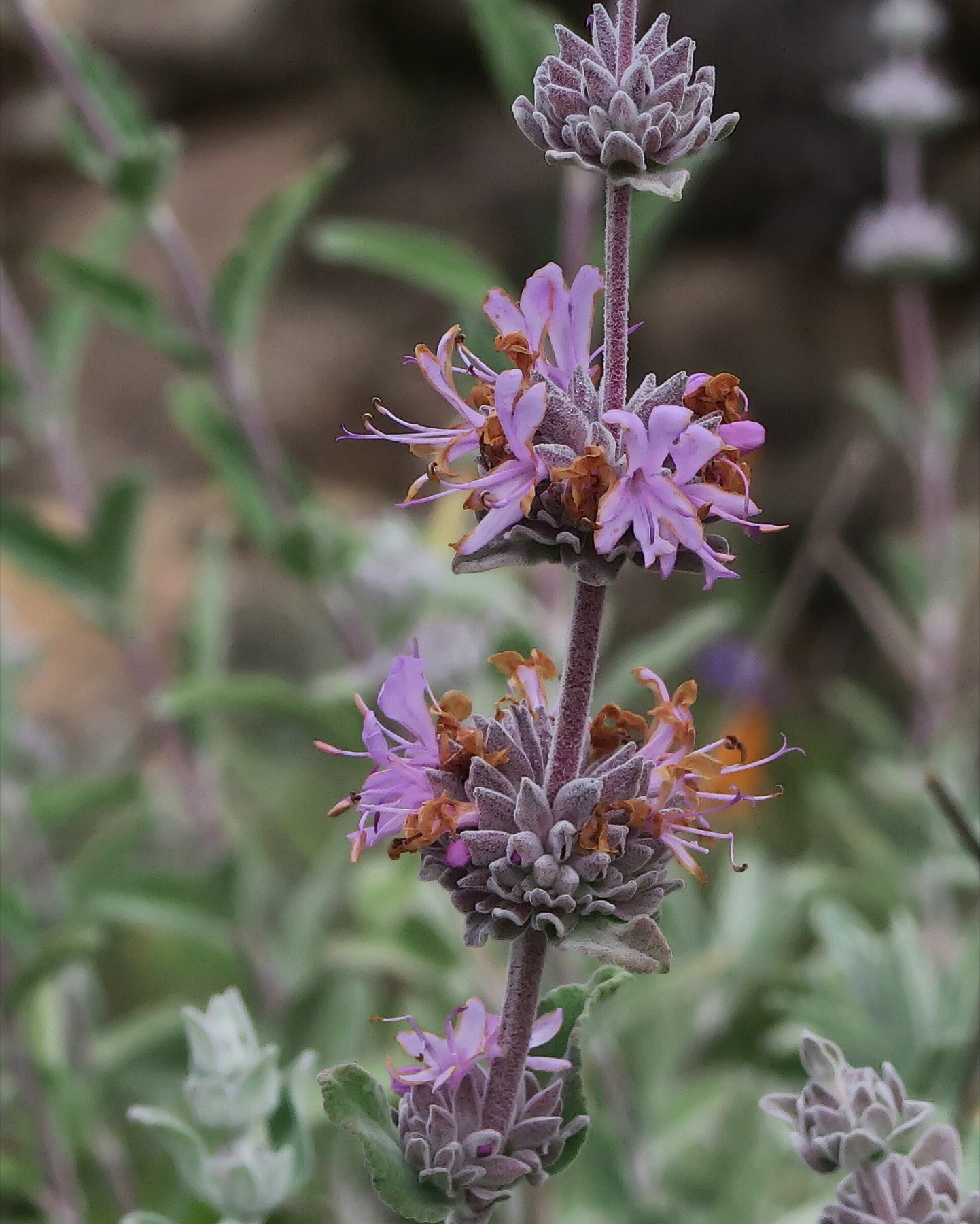 Purple Sage — photo 21