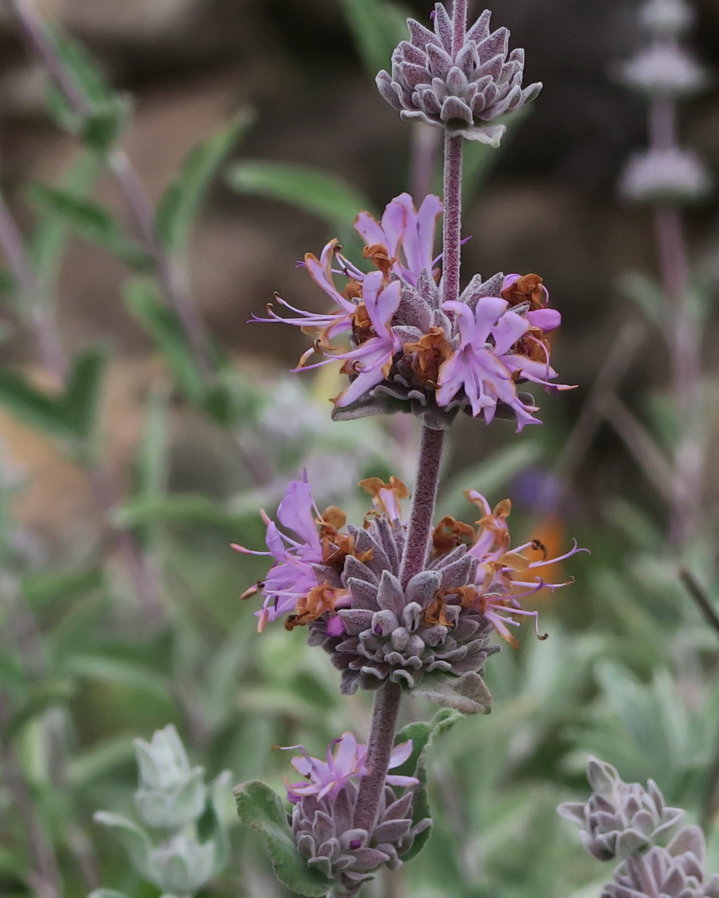 Purple Sage — photo 22