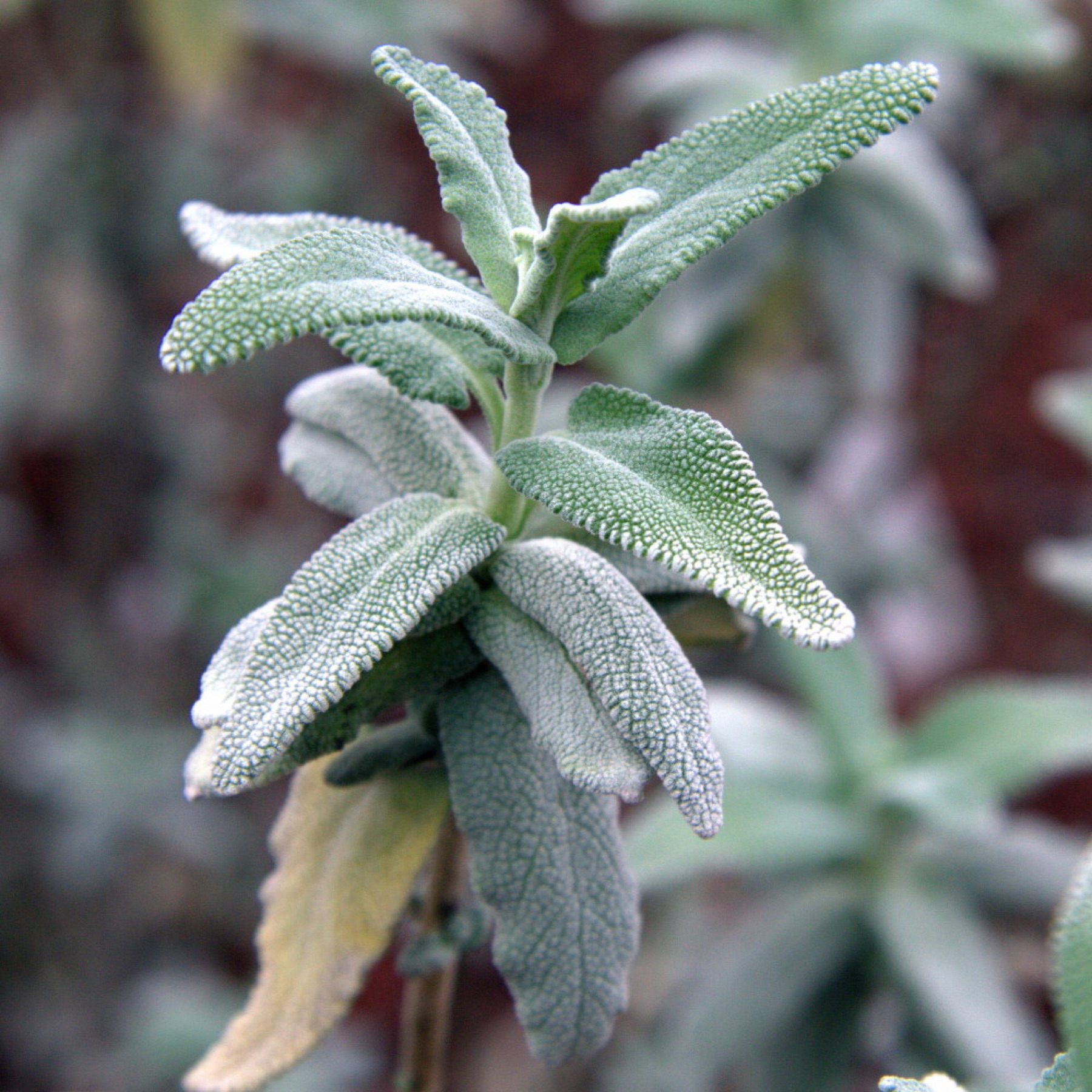 Purple Sage — photo 24