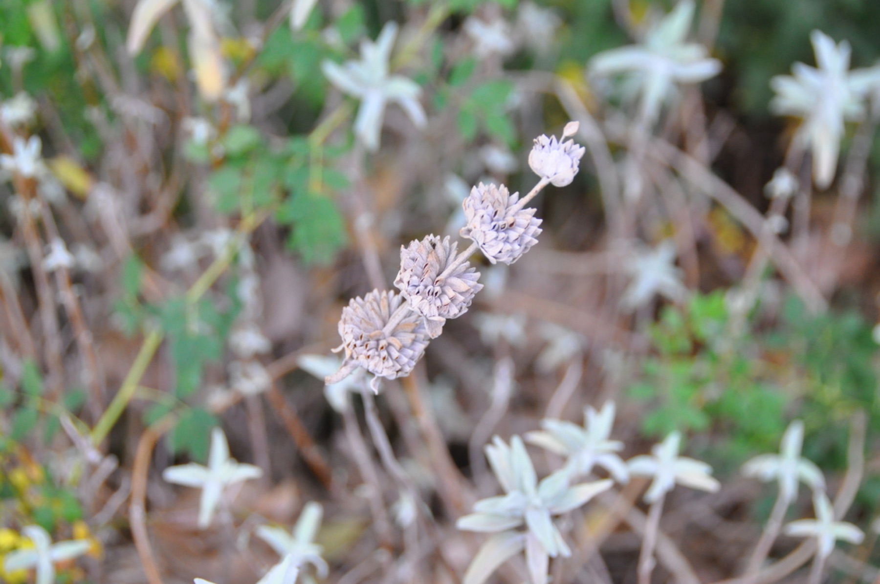Purple Sage — photo 1
