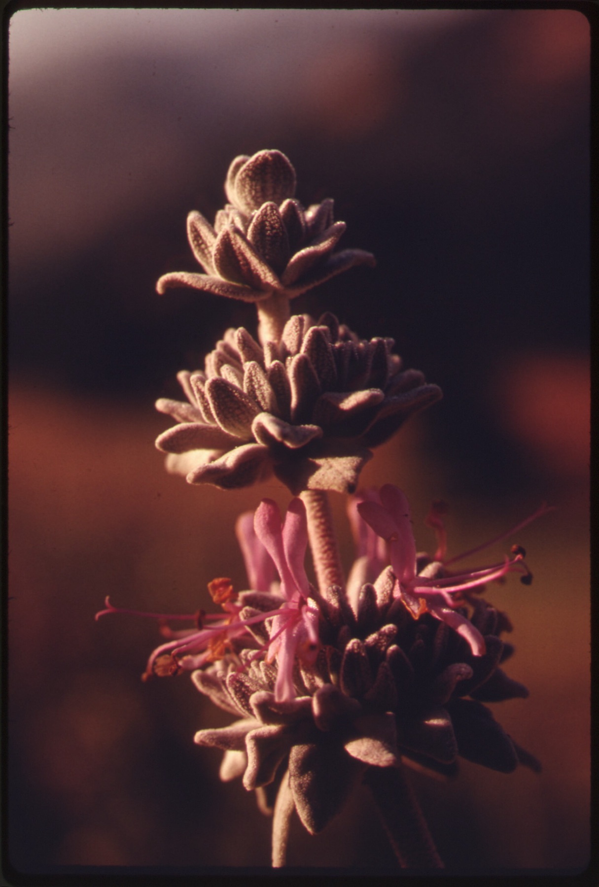 Purple Sage — photo 2