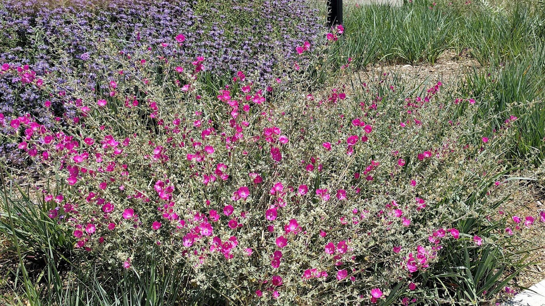 Purple Sage — photo 3