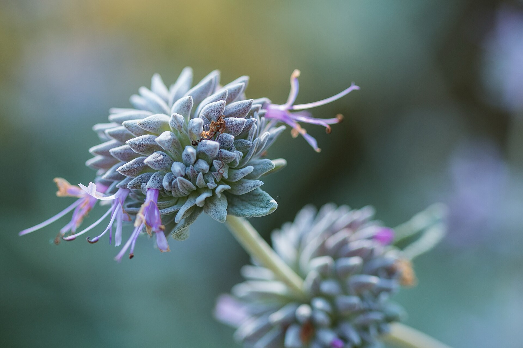 Purple Sage — photo 4