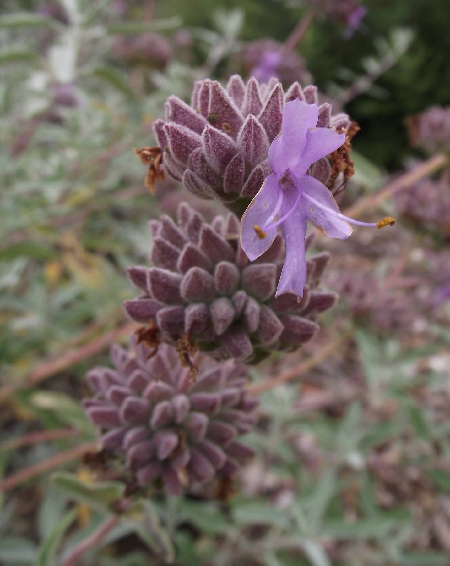 Purple Sage — photo 5