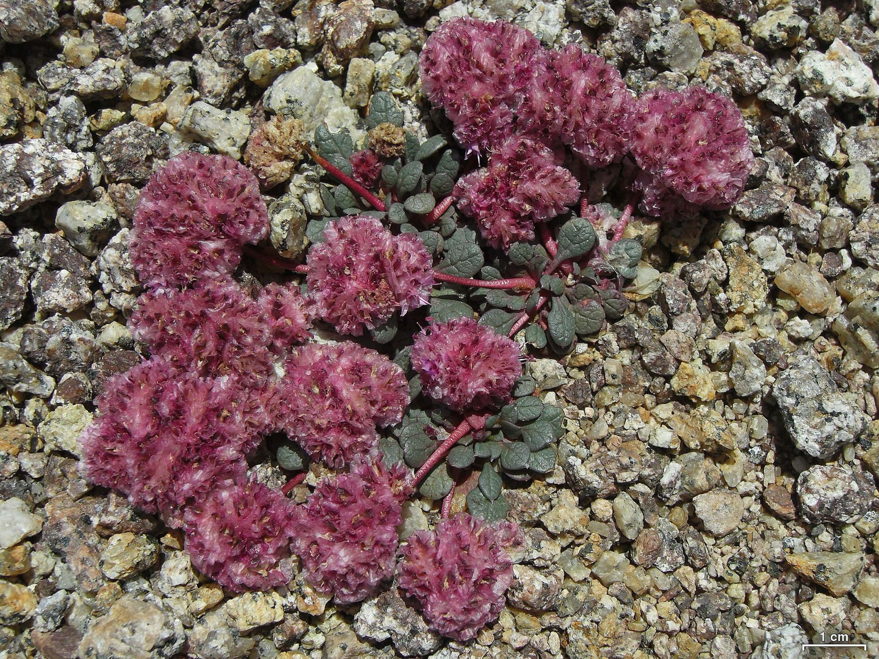 Pussypaws — photo 6