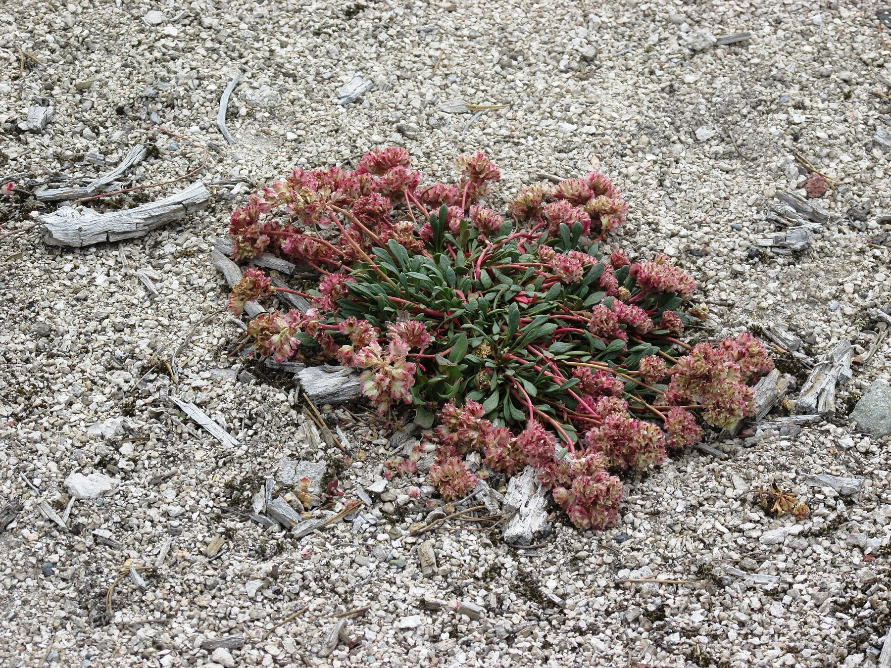 Pussypaws — photo 2