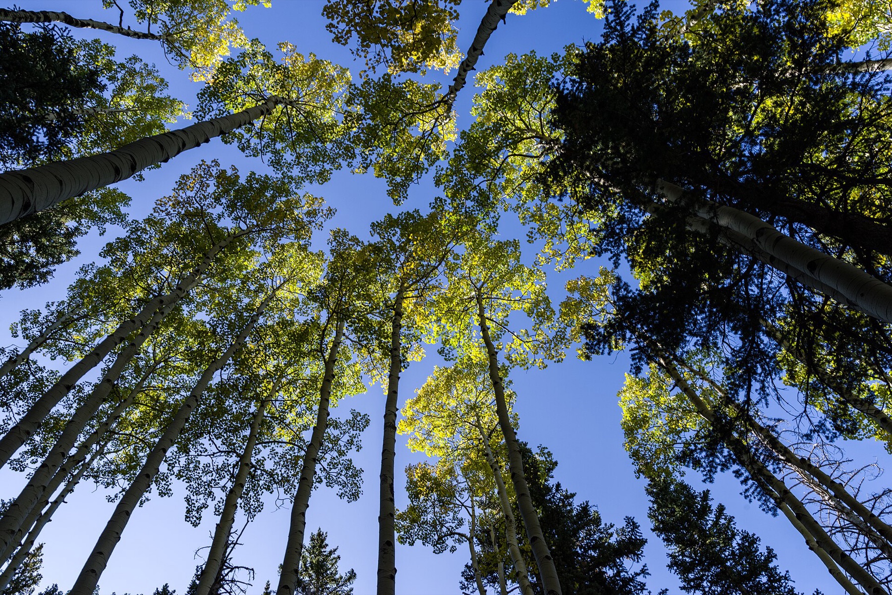 Quaking Aspen — photo 7