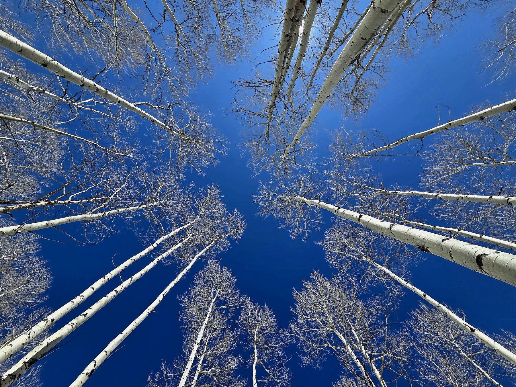 Quaking Aspen — photo 8