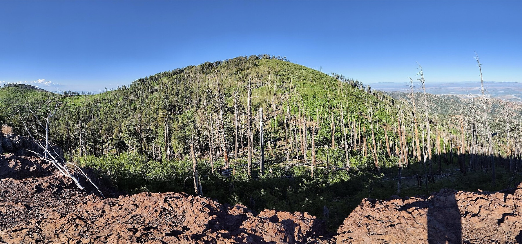 Quaking Aspen — photo 12
