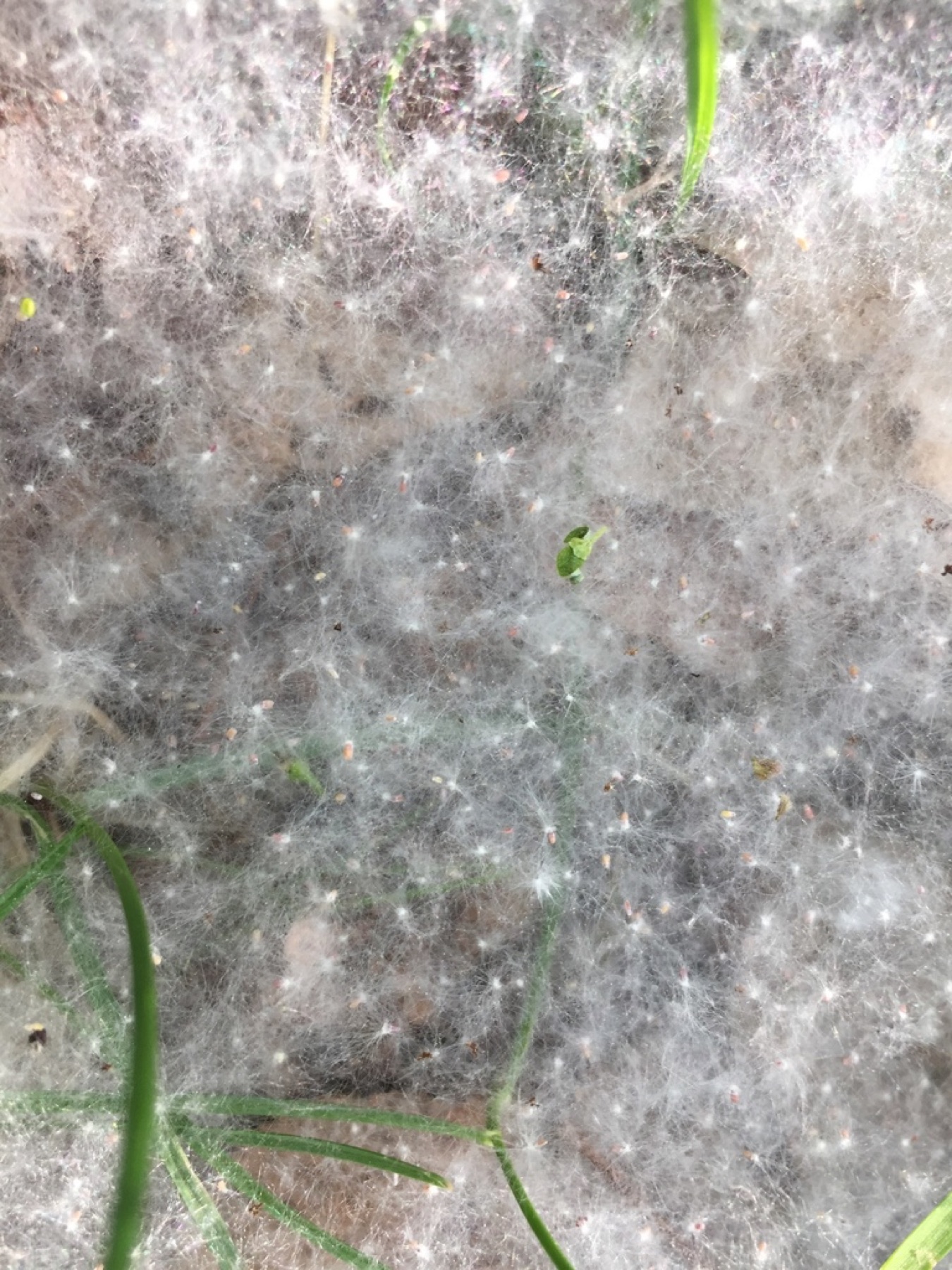 Quaking Aspen — photo 14