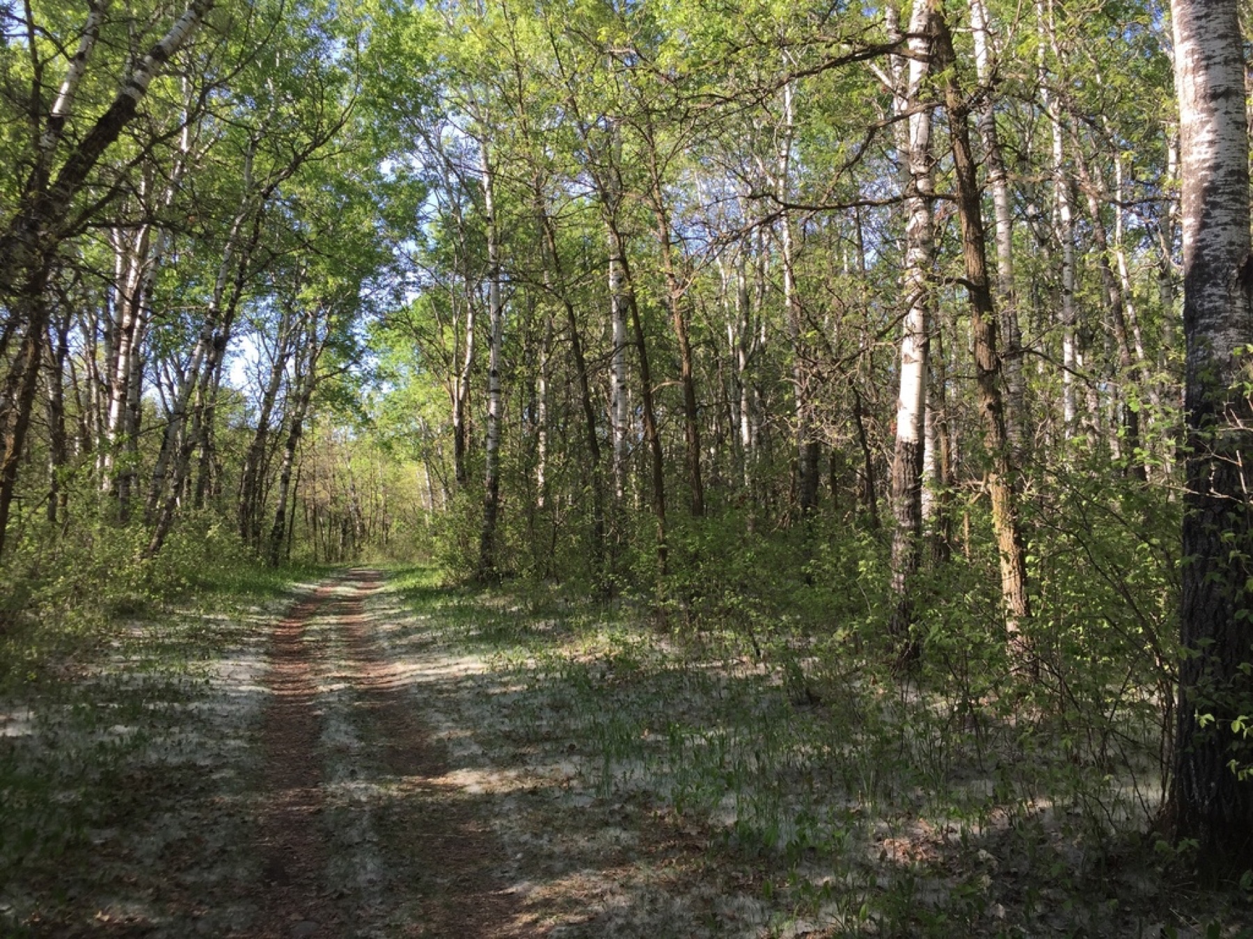 Quaking Aspen — photo 15