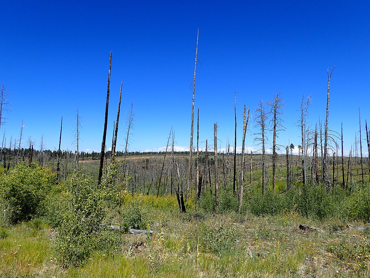 Quaking Aspen — photo 23