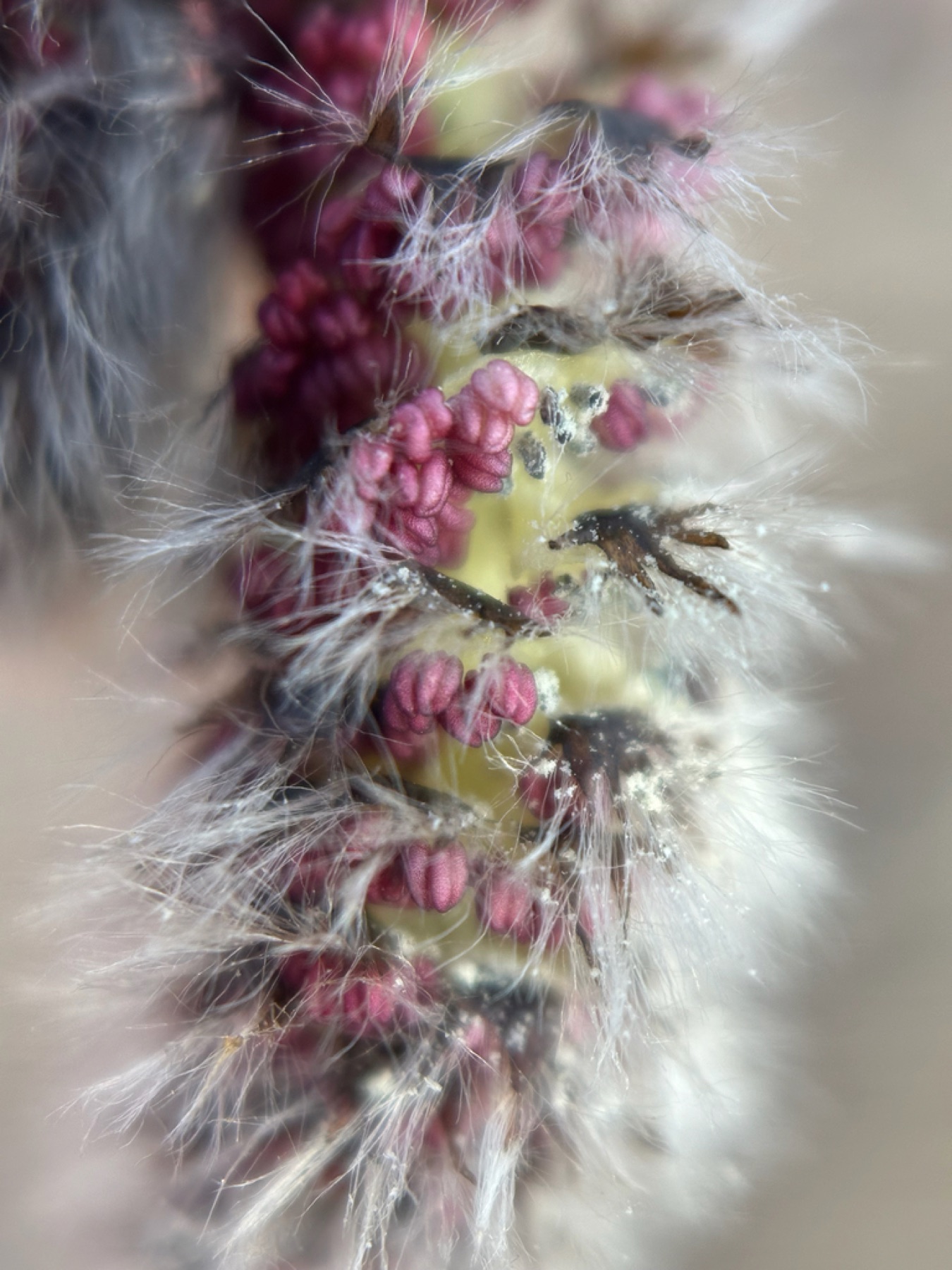 Quaking Aspen — photo 16