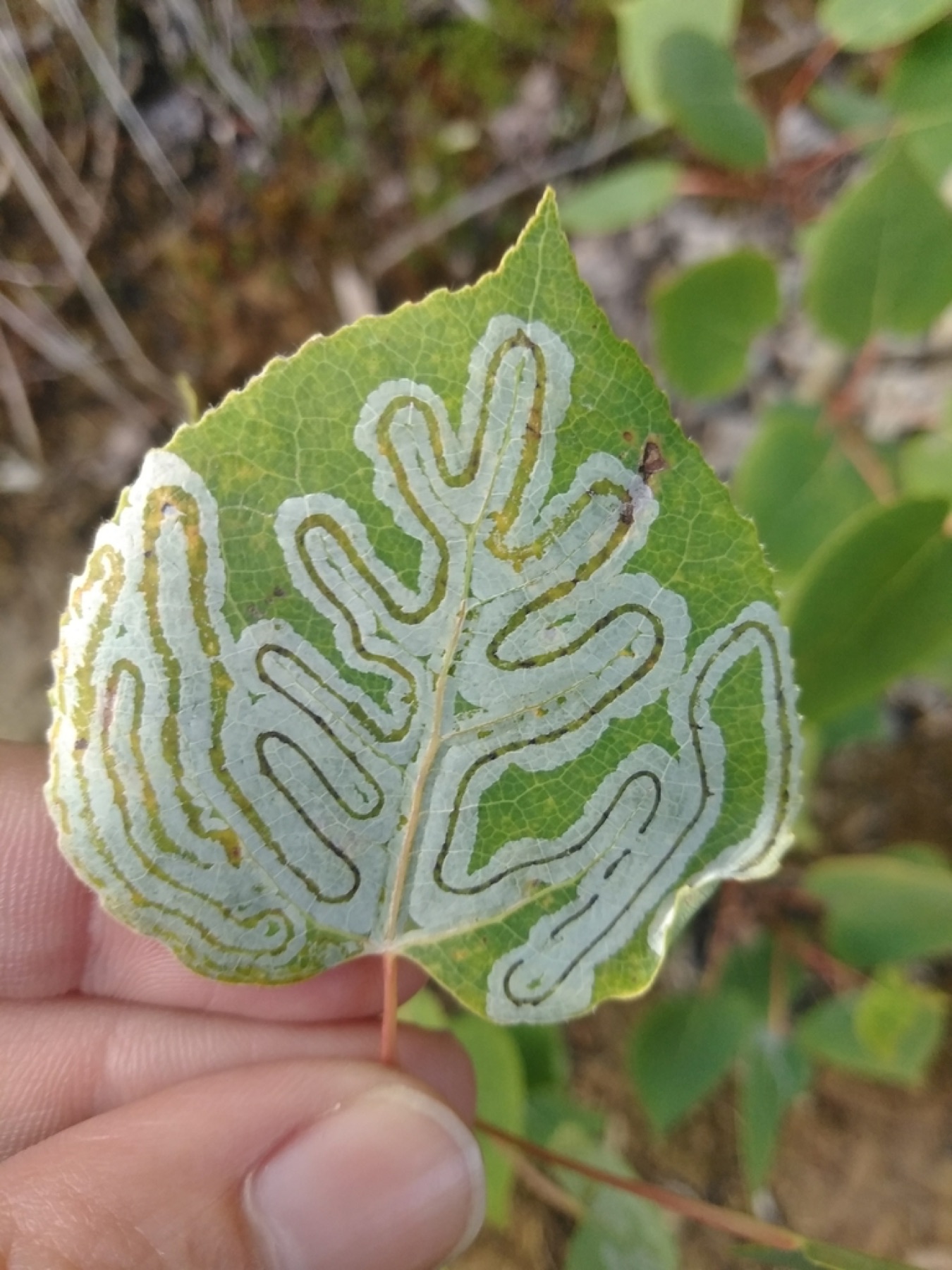 Quaking Aspen — photo 18