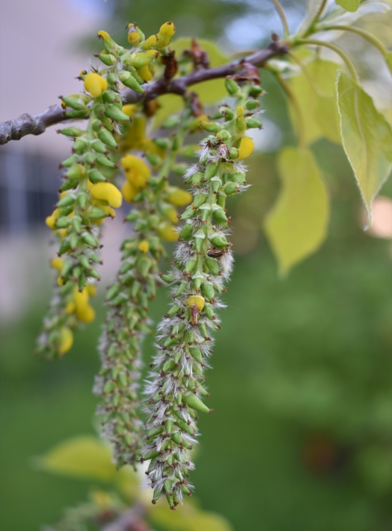 Quaking Aspen — photo 19