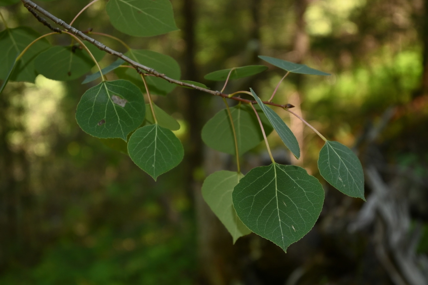 Quaking Aspen — photo 20