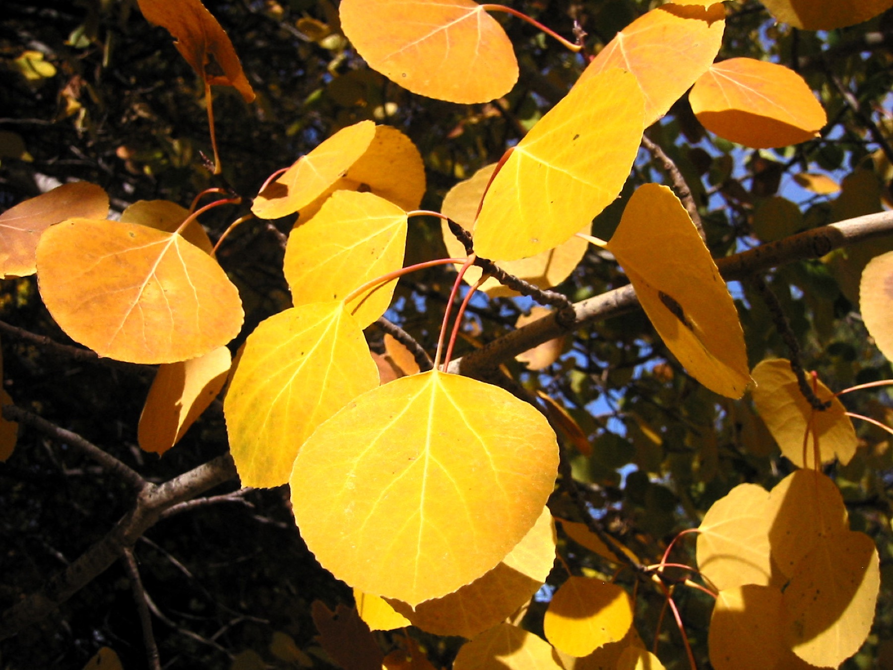 Quaking Aspen — photo 21