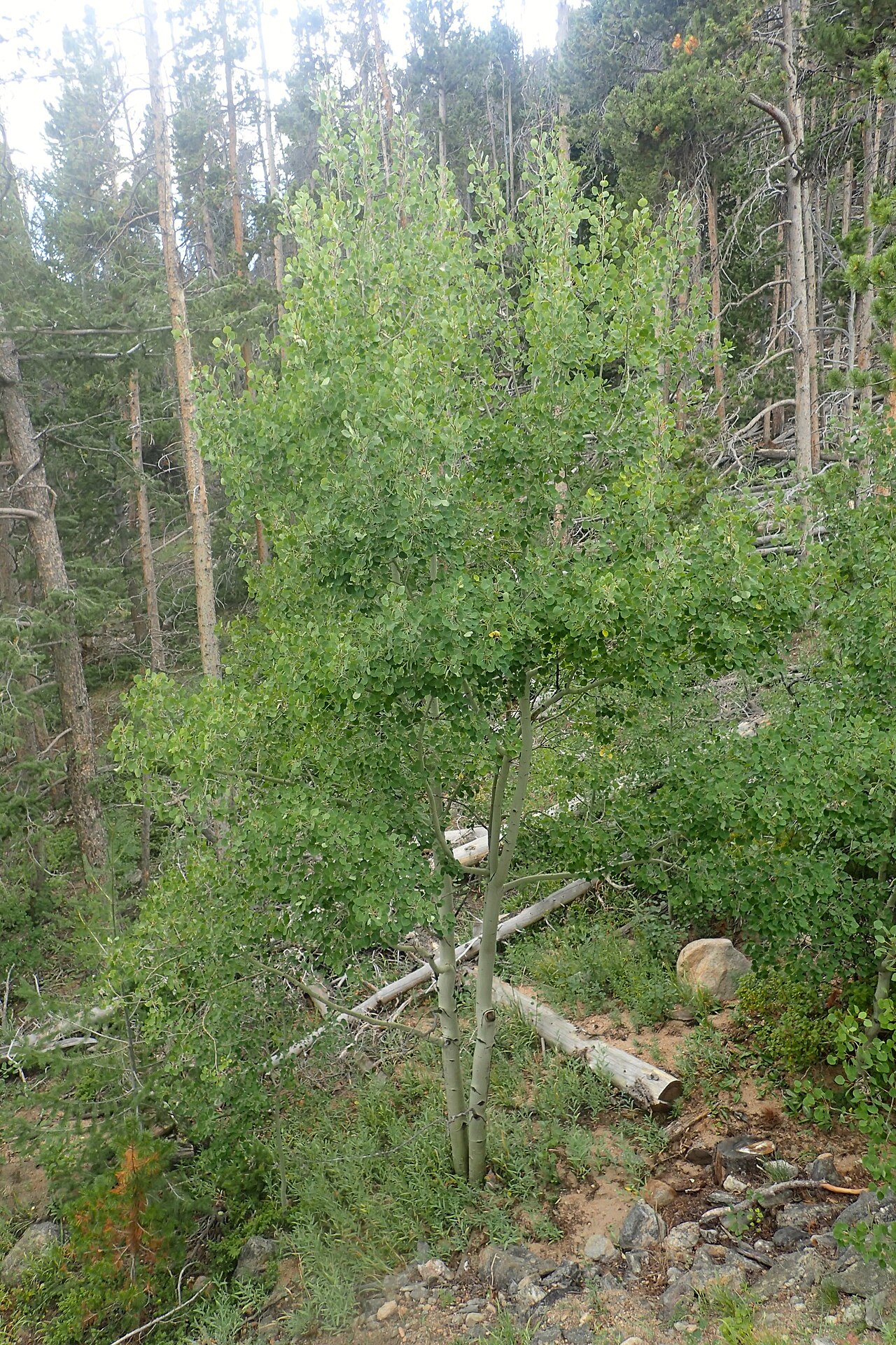 Quaking Aspen — photo 24