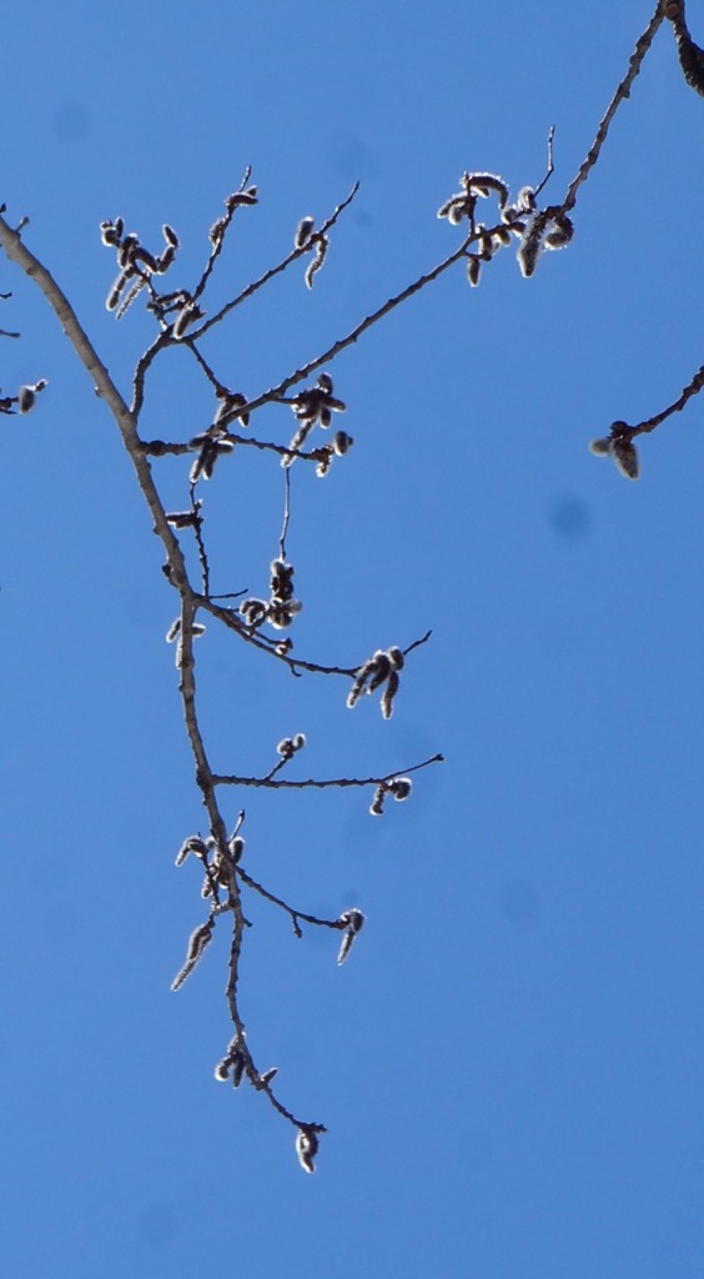 Quaking Aspen