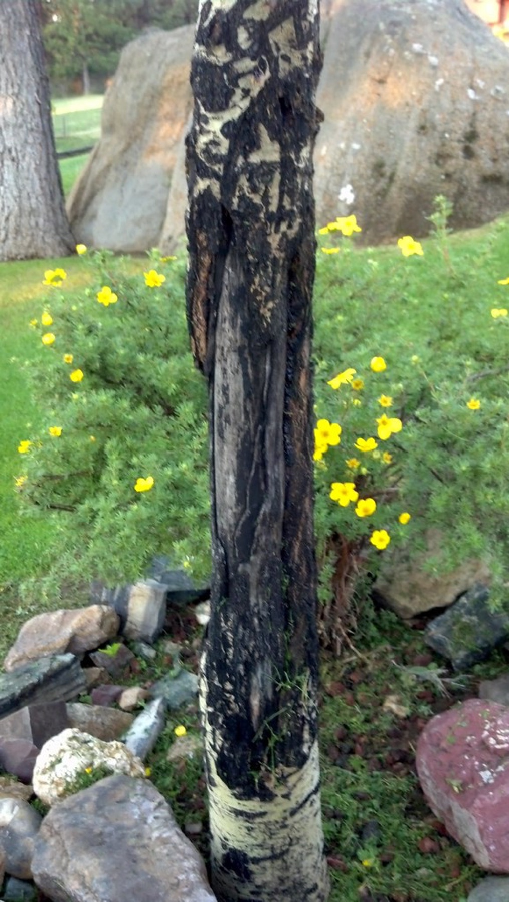 Quaking Aspen — photo 2