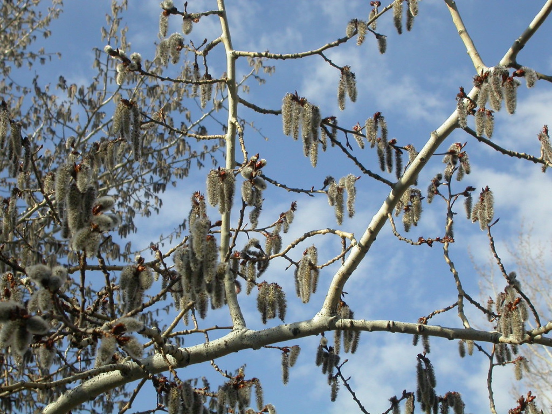 Quaking Aspen — photo 3