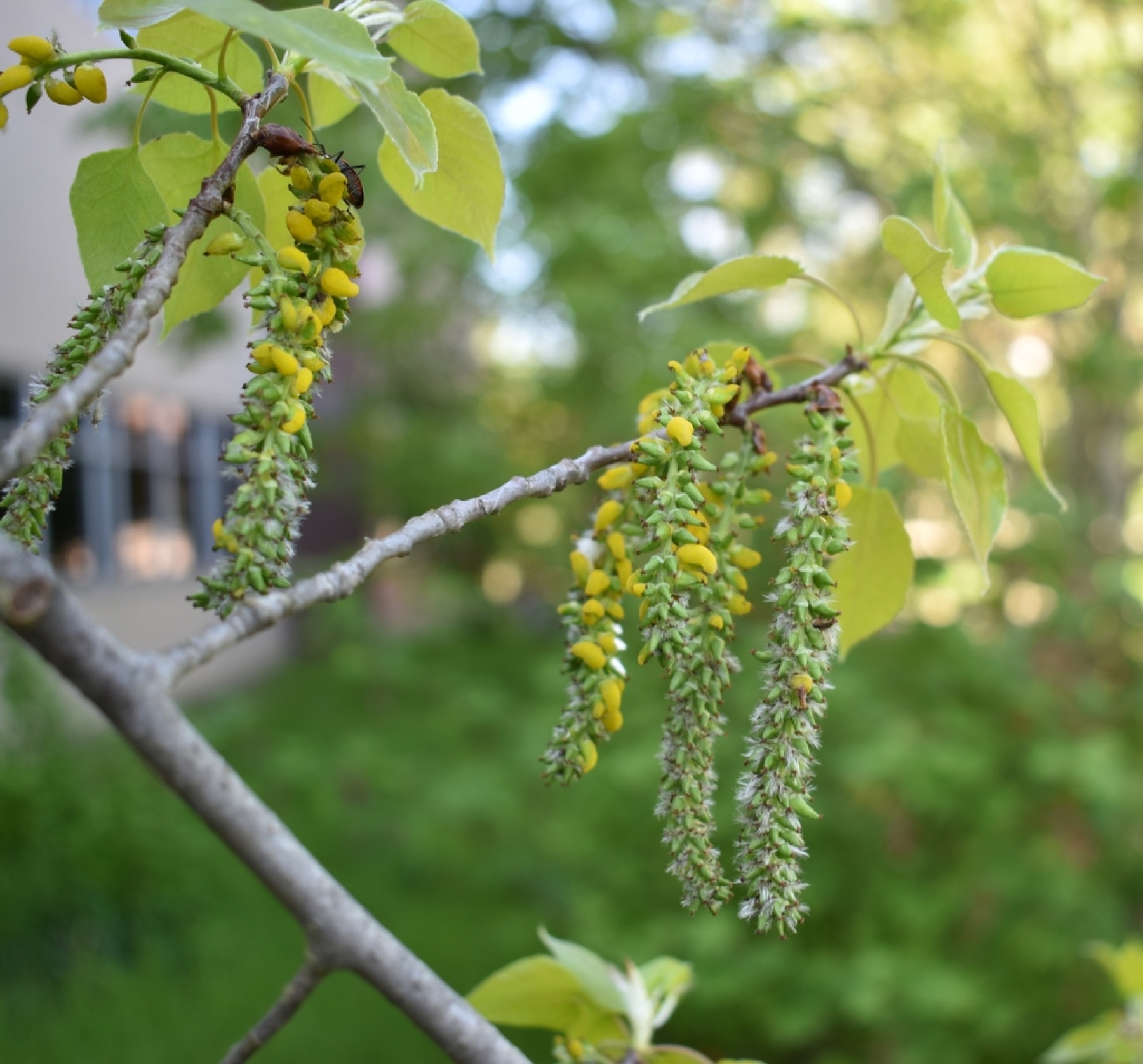 Quaking Aspen — photo 4