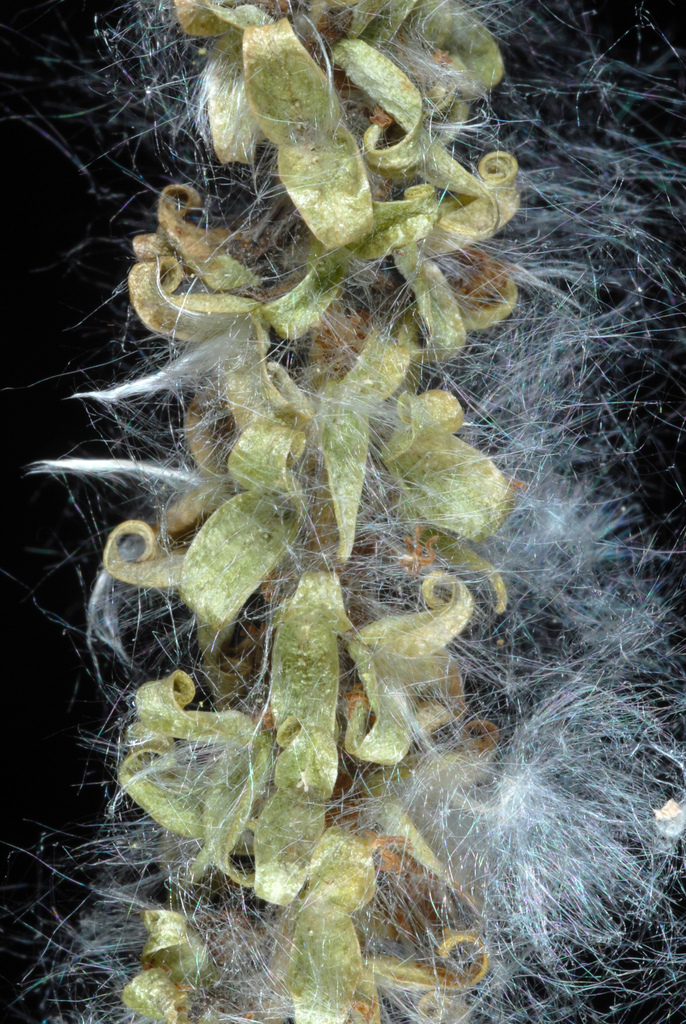 Quaking Aspen — photo 22