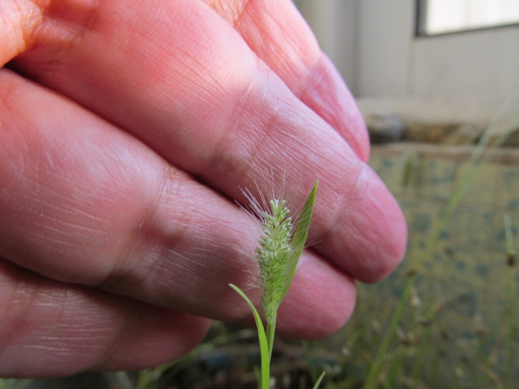Rabbitfoot Grass — photo 7
