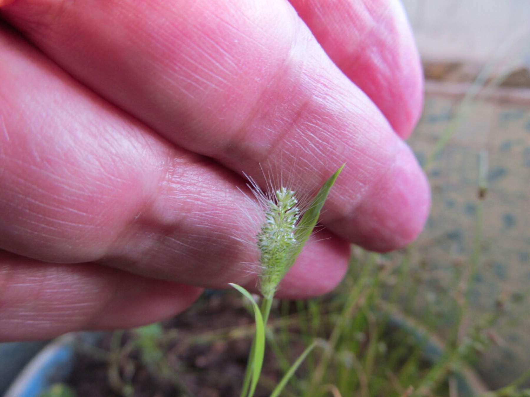 Rabbitfoot Grass — photo 8