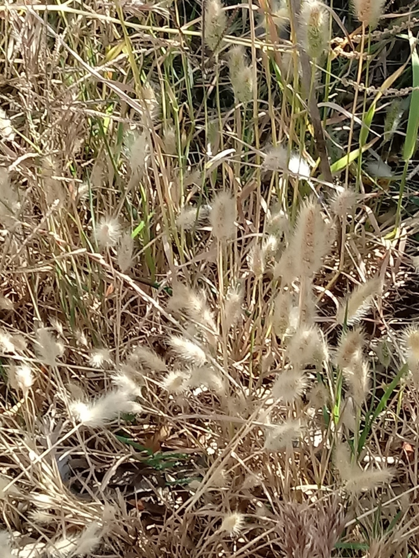 Rabbitfoot Grass — photo 9