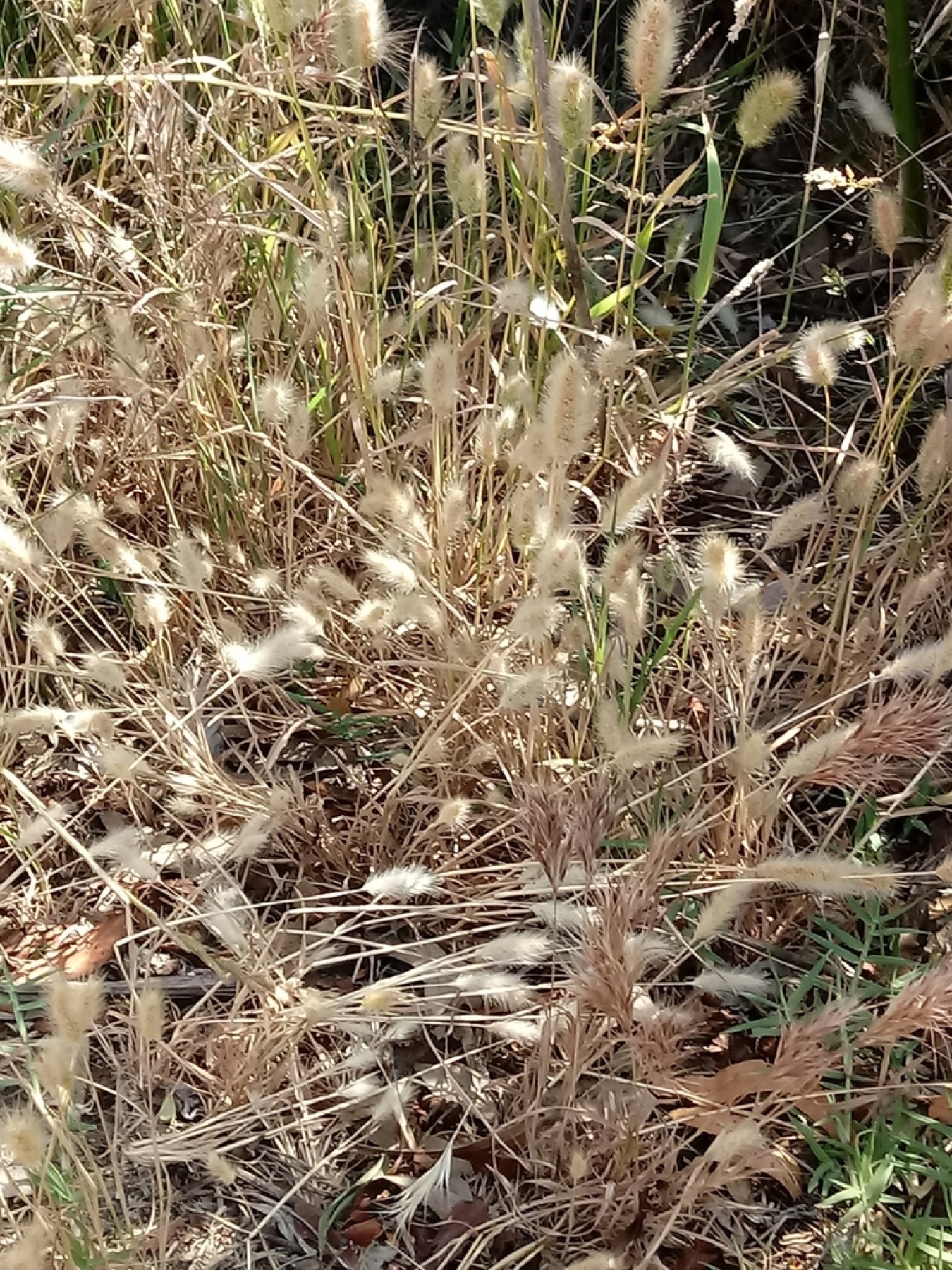 Rabbitfoot Grass — photo 10